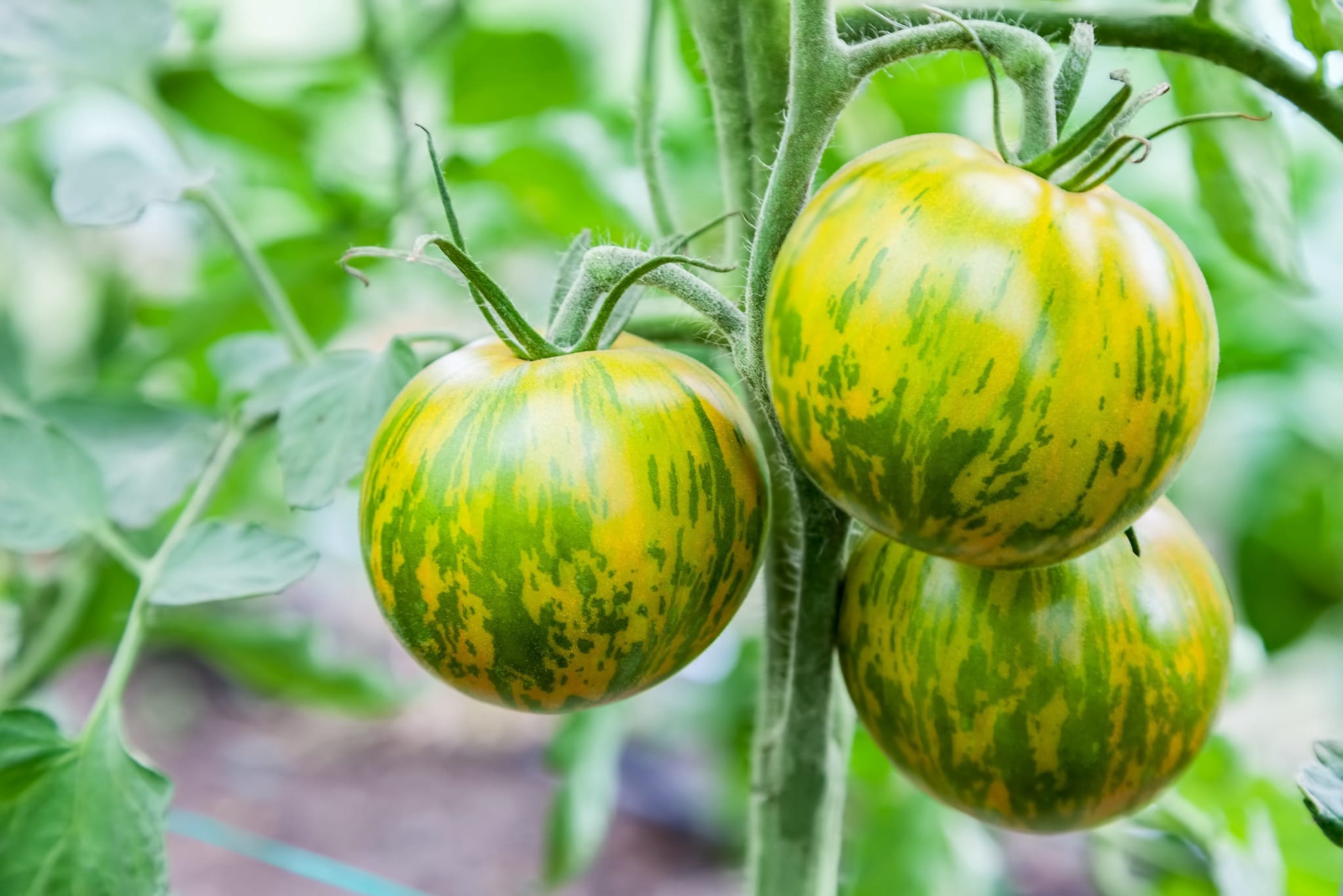 plantura-bio-tomate-green-zebra-bio-saatgut image 2