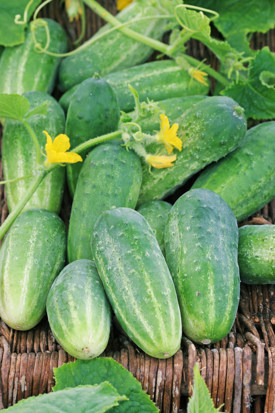 plantura-bio-gurke-dekan-bio-saatgut-einlegegurke image 2