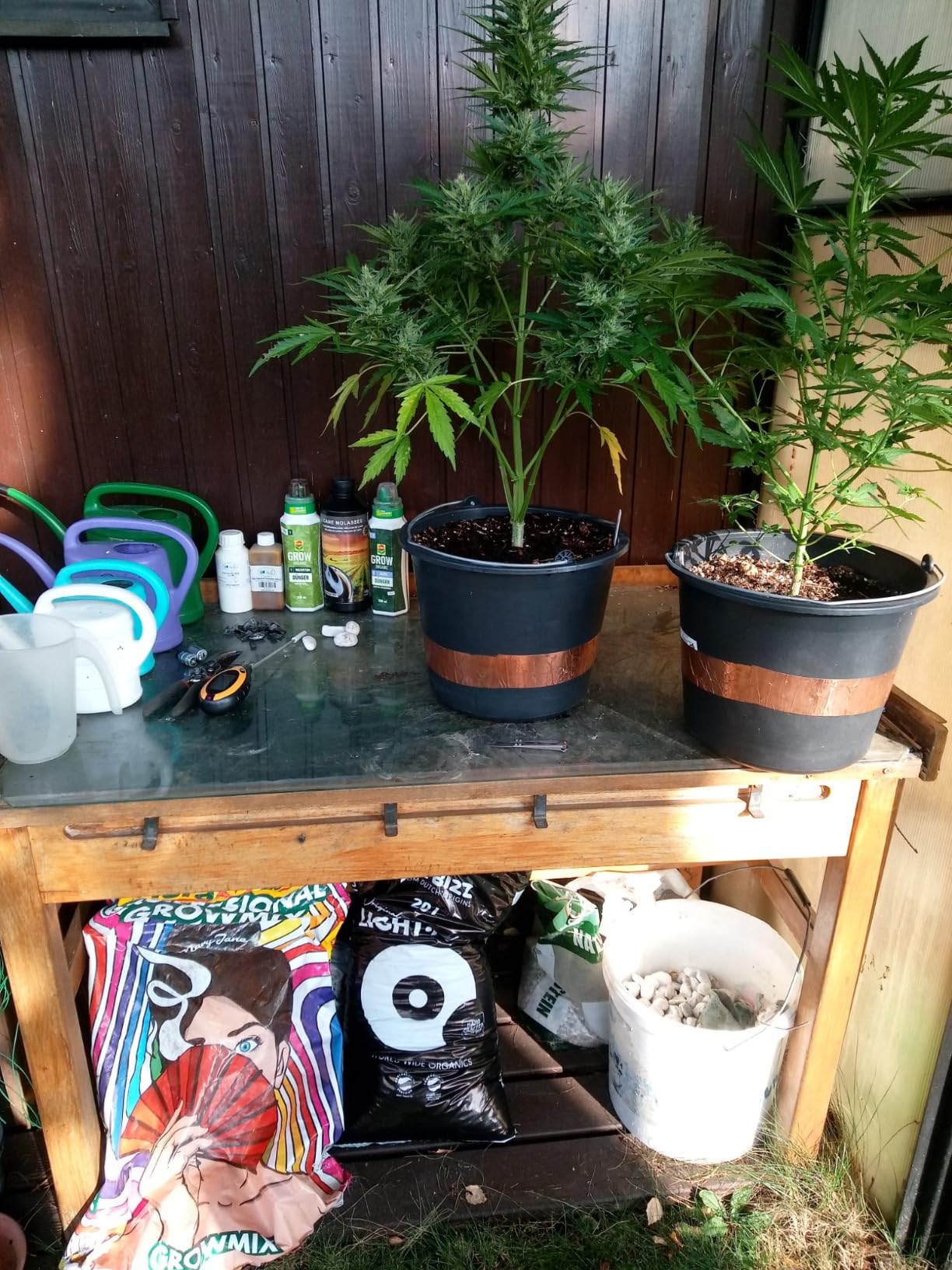 Fette Buds, gesunde Pflanzen