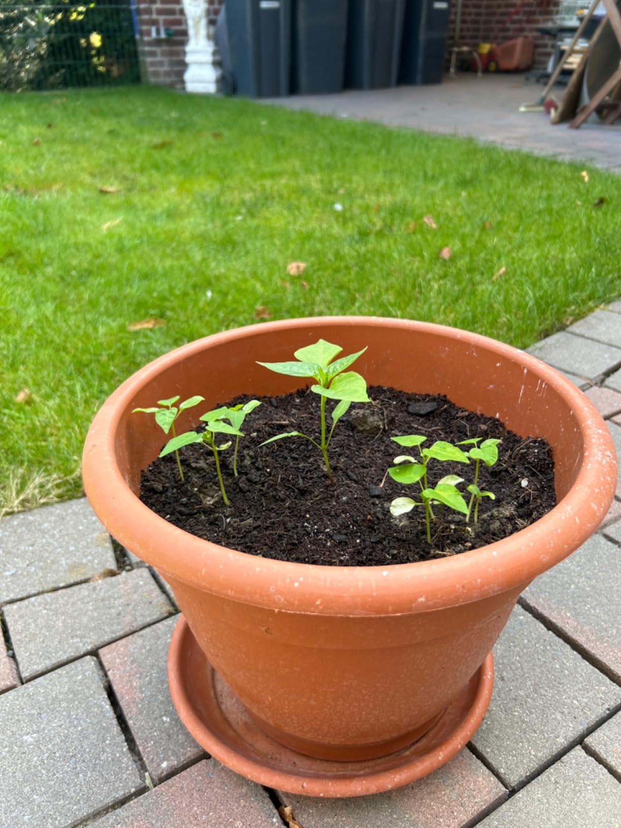 Perfekt für Kräuter auf dem Balkon