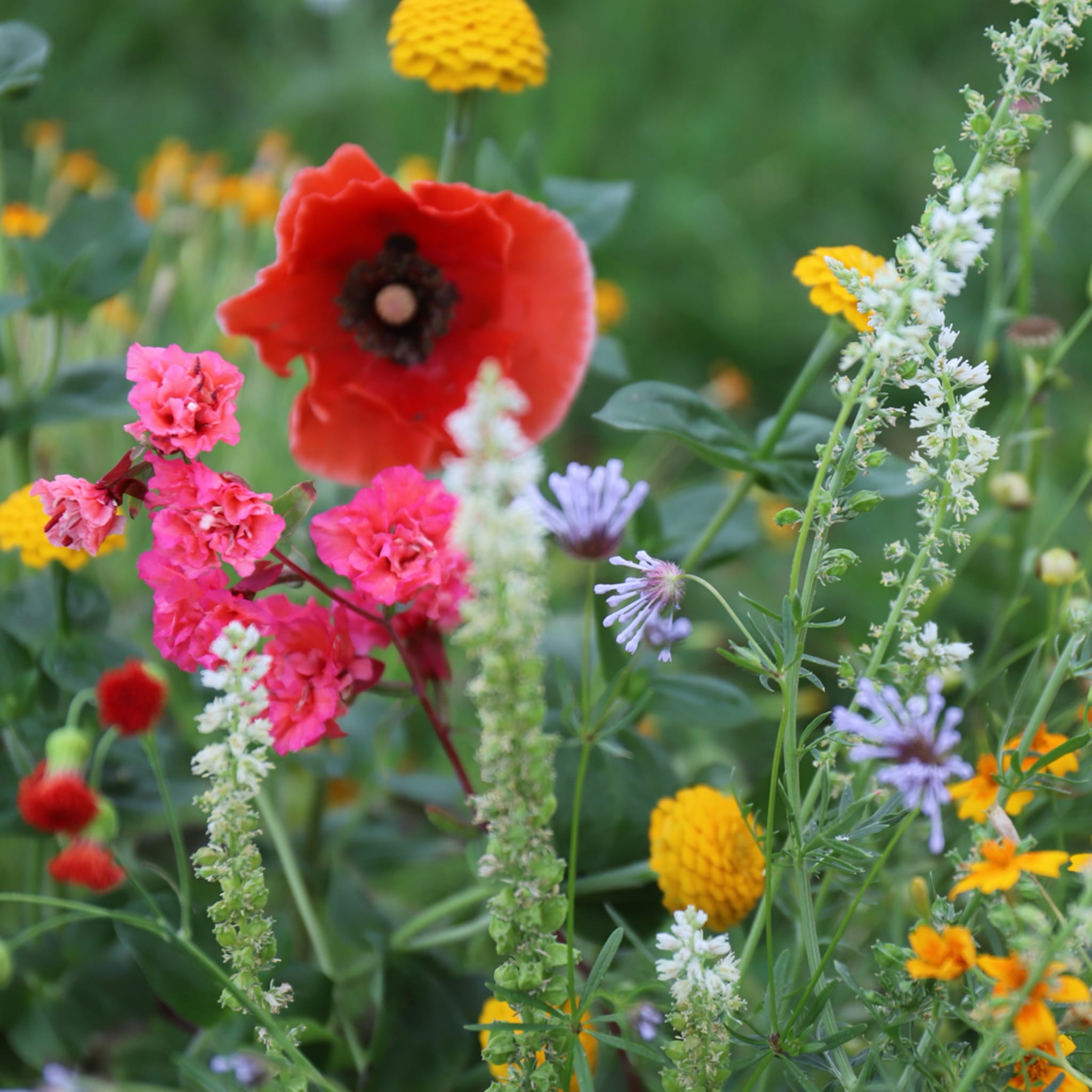 plantura-bio-blumenmischung-sommertraum-bio-saatgut image 2