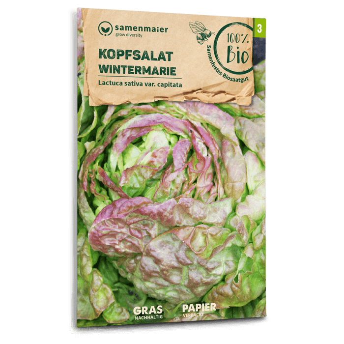 plantura-bio-kopfsalat-wintermarie-bio-saatgut-berwinternd image 1