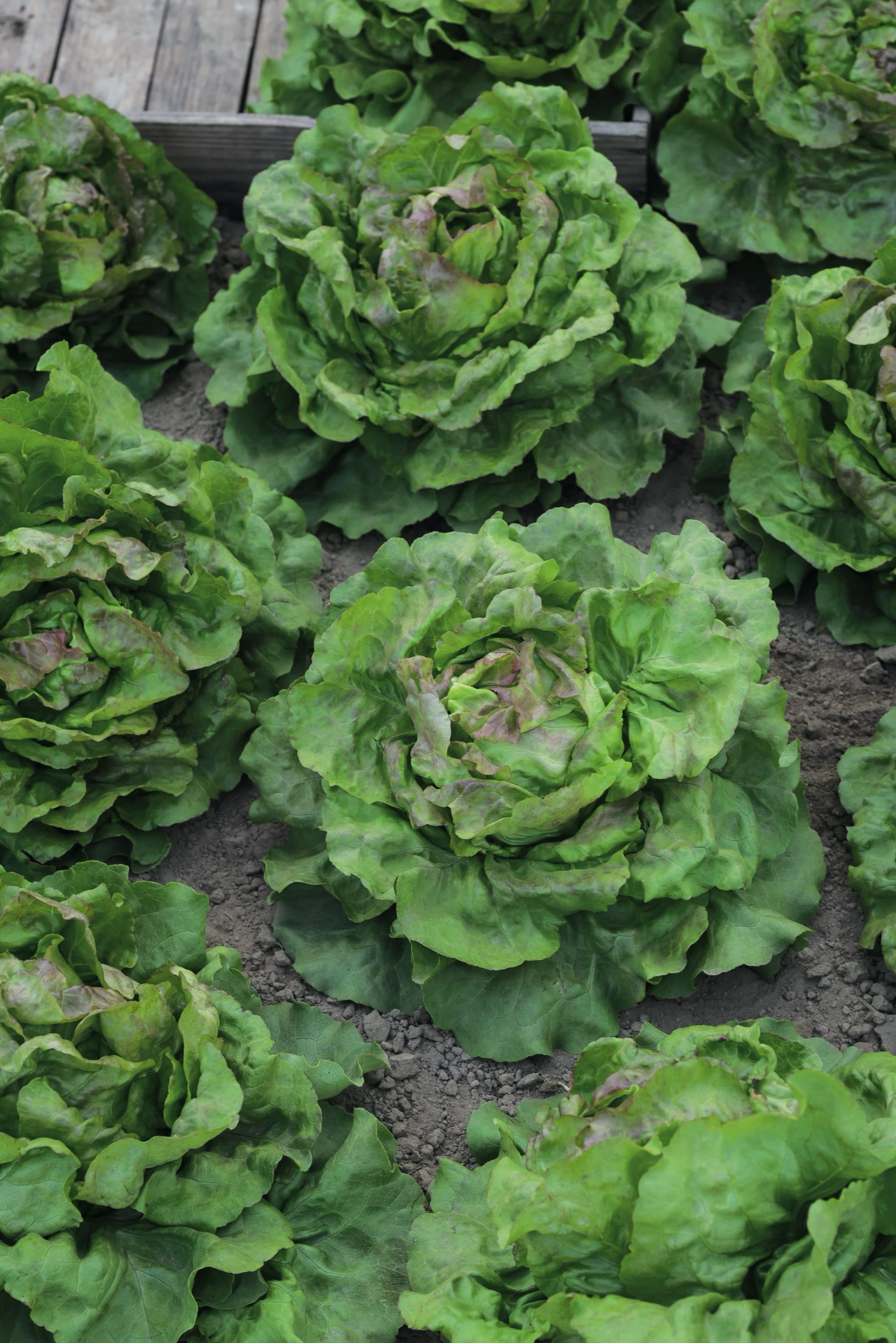 plantura-bio-salat-gr-ner-aus-maria-lankowitz-bio-saatgut image 2