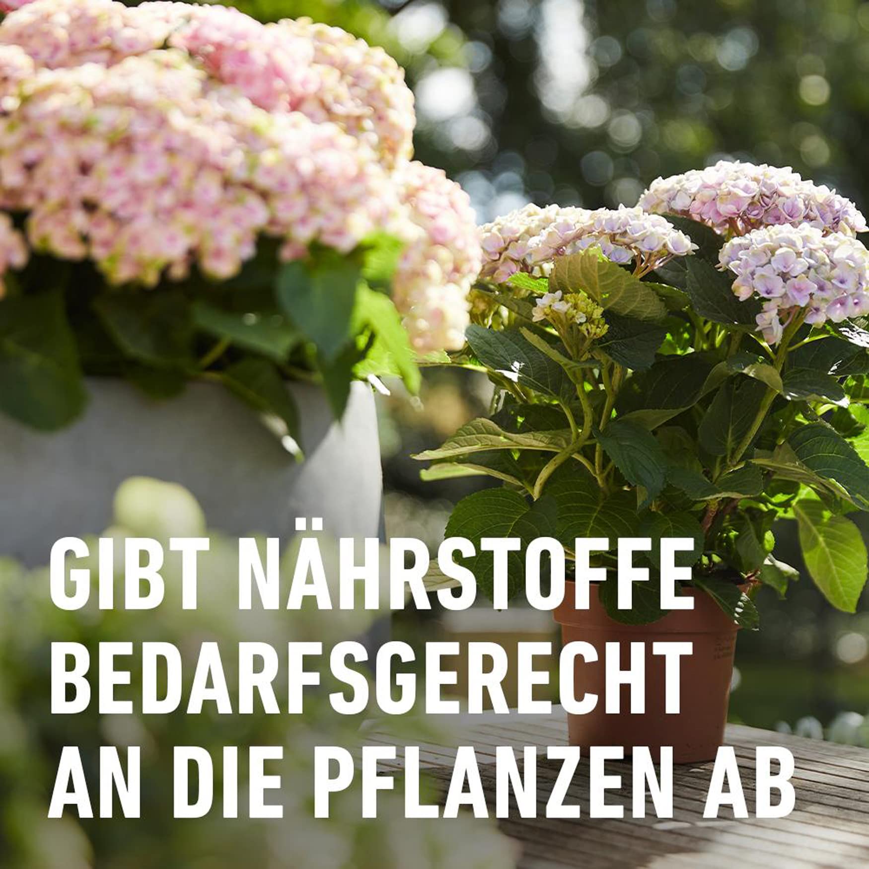 compo-rhododendron-langzeit-d-nger-850-g-f-r-moorbeetpflanzen image 5