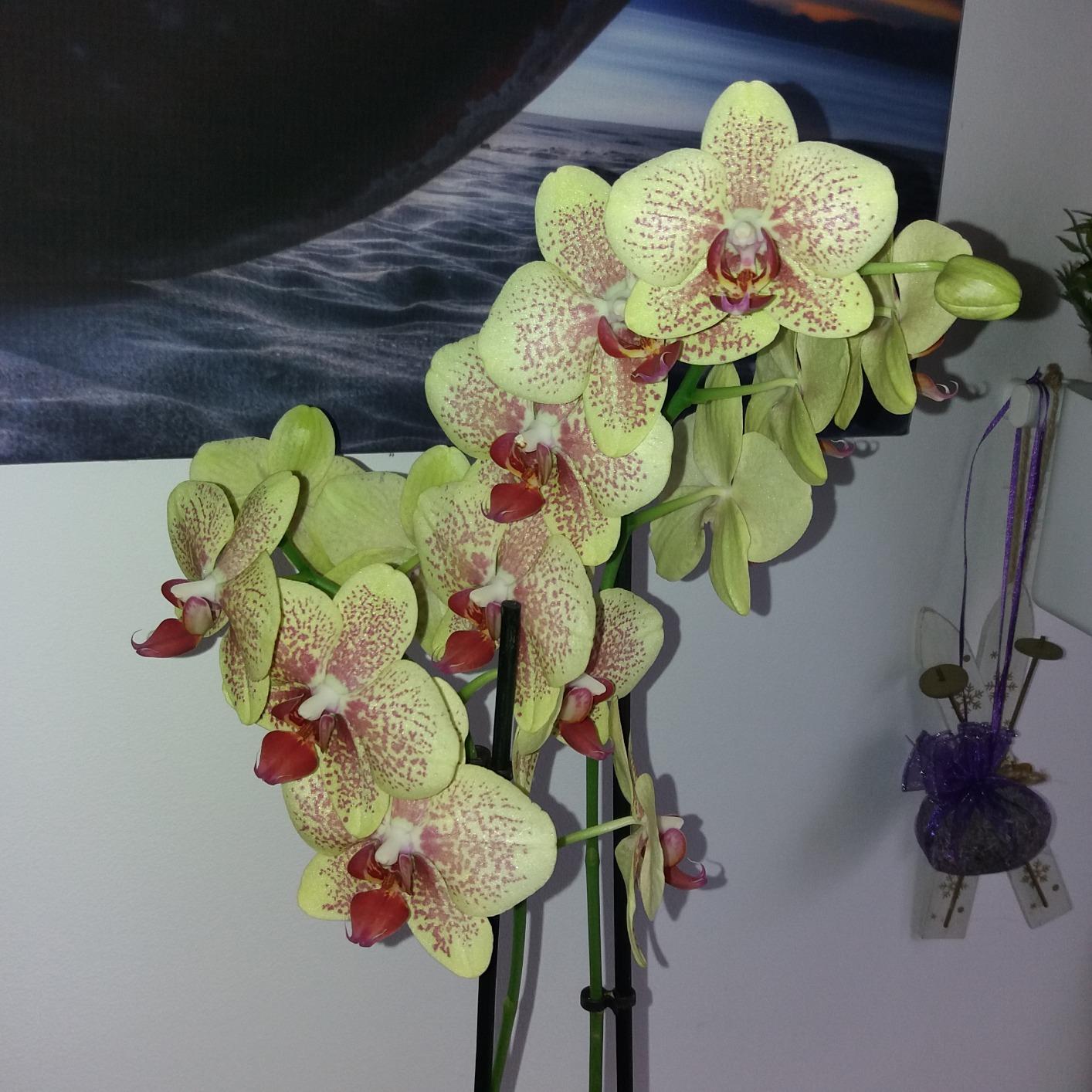 Rettung für meine Orchidee
