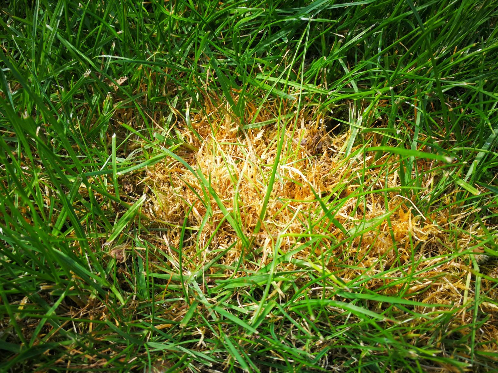 Nach dem Winter gerettet
