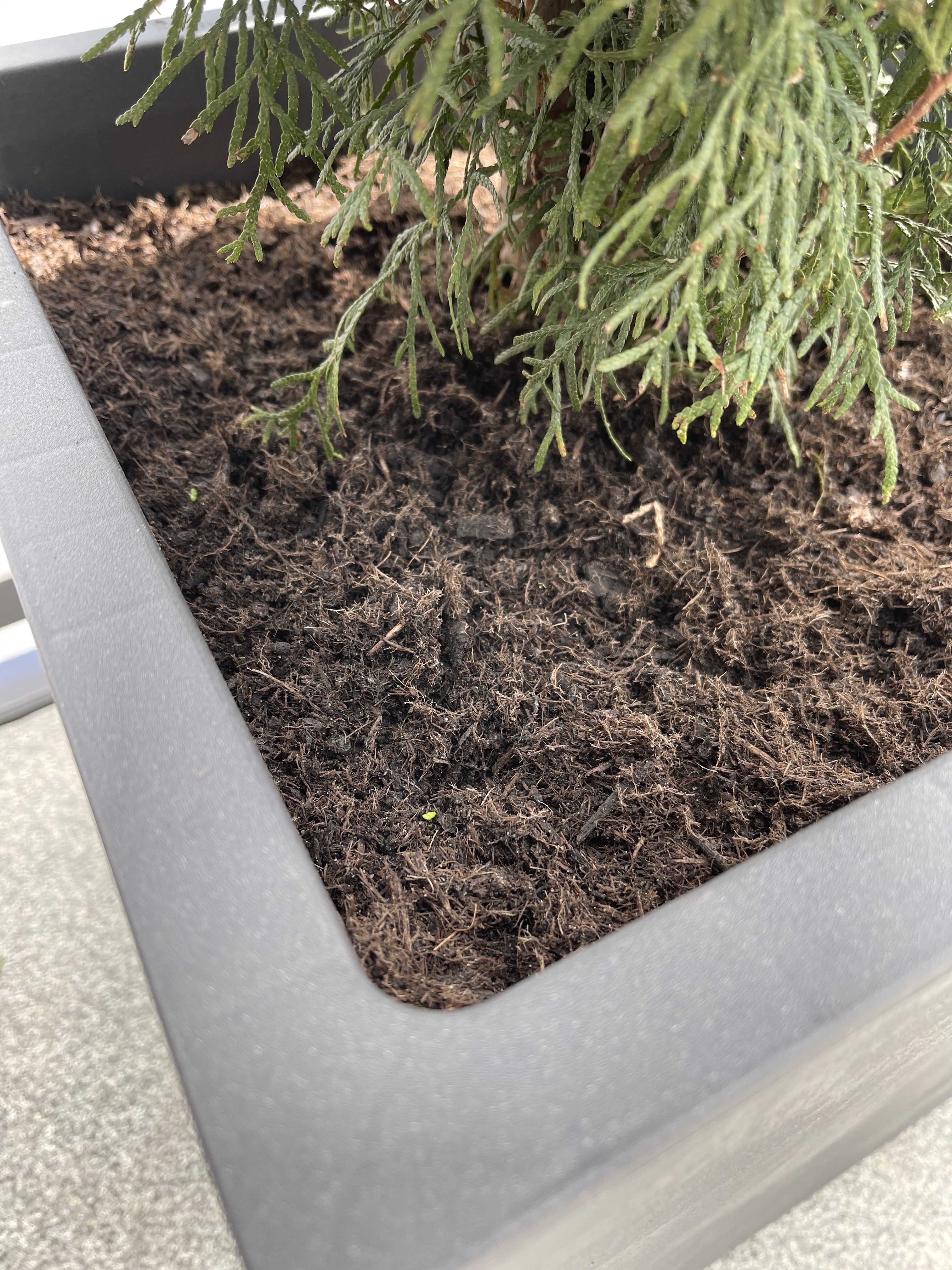 Kräftiges Wachstum auf dem Balkon