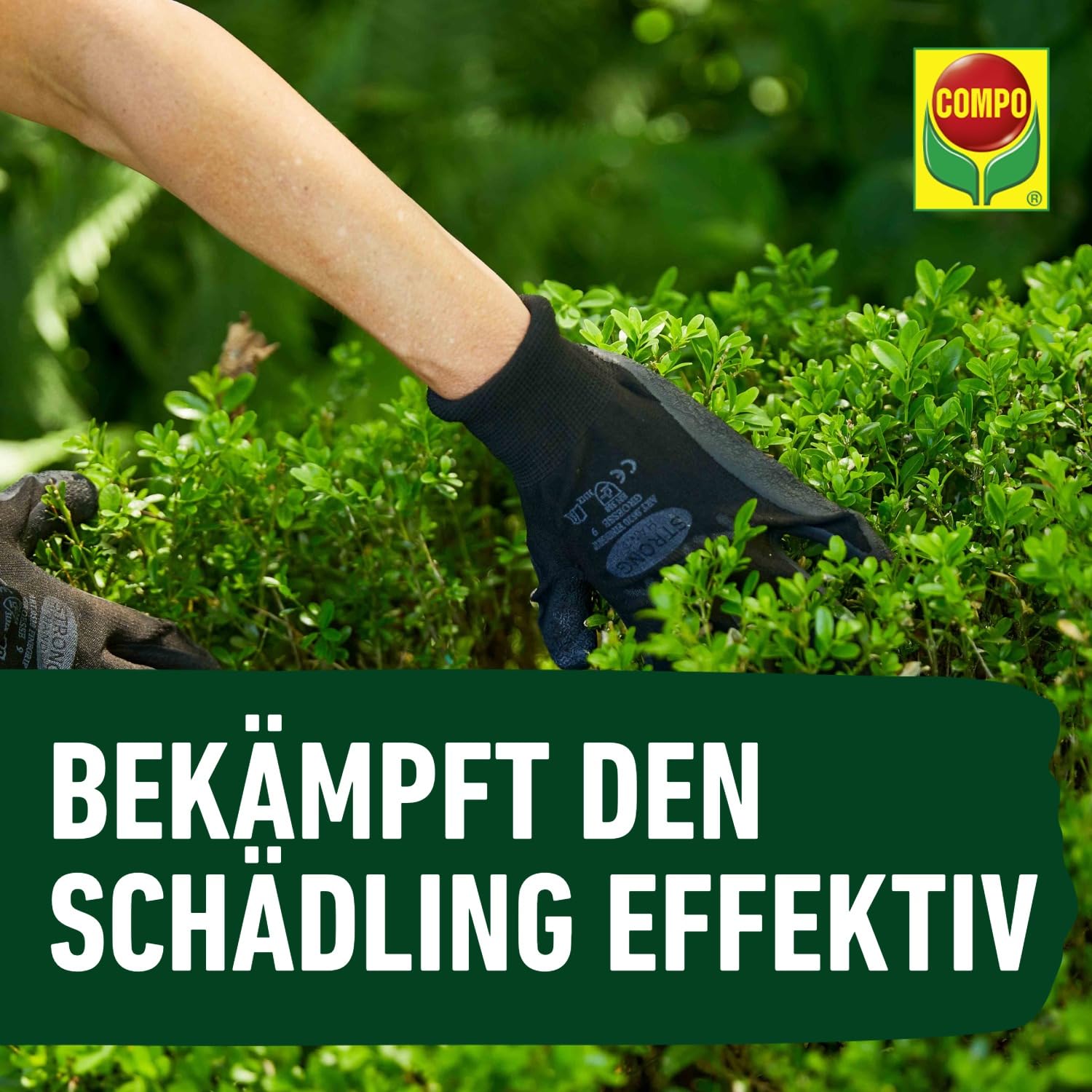 compo-buchsbaumz-nsler-k-o-rapid-75-ml-f-r-185-m-mit-sofortwirkung image 7