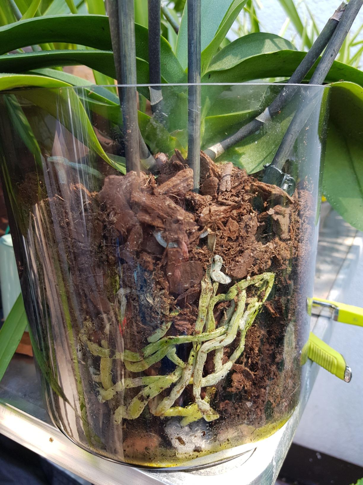 Empfehlung vom Floristen
