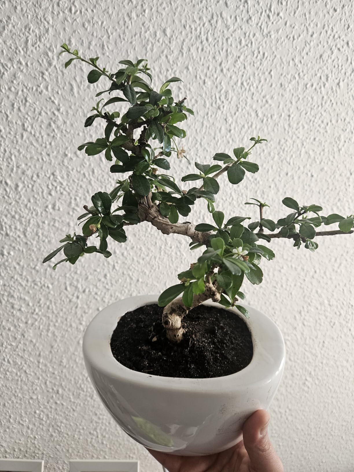 Perfekte Struktur für meinen Ficus