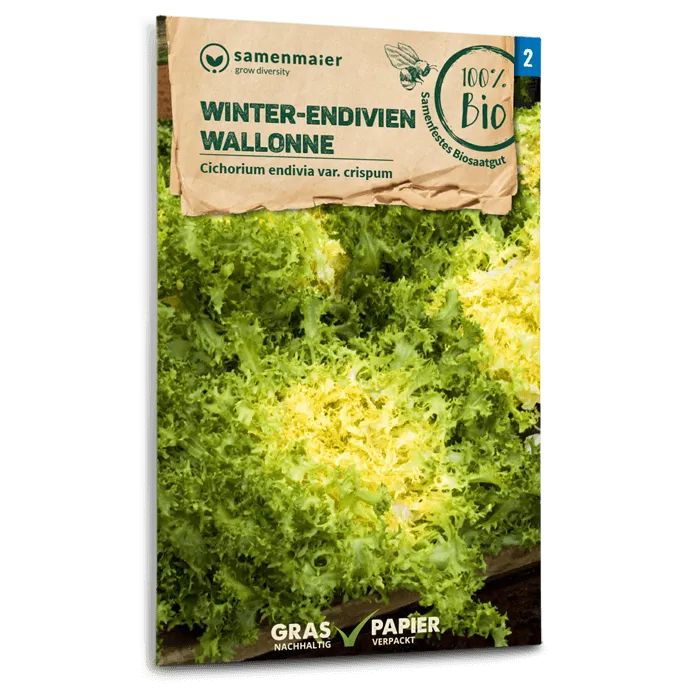 plantura-bio-winter-endivien-wallonne-bio-saatgut image 1
