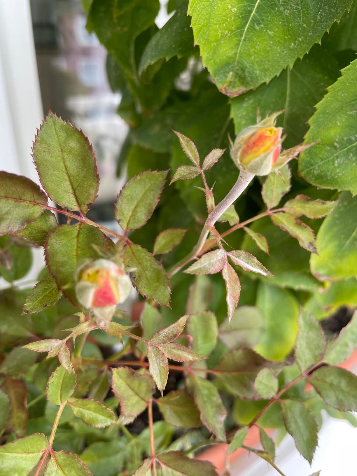 Erbsen und Rosen gesund