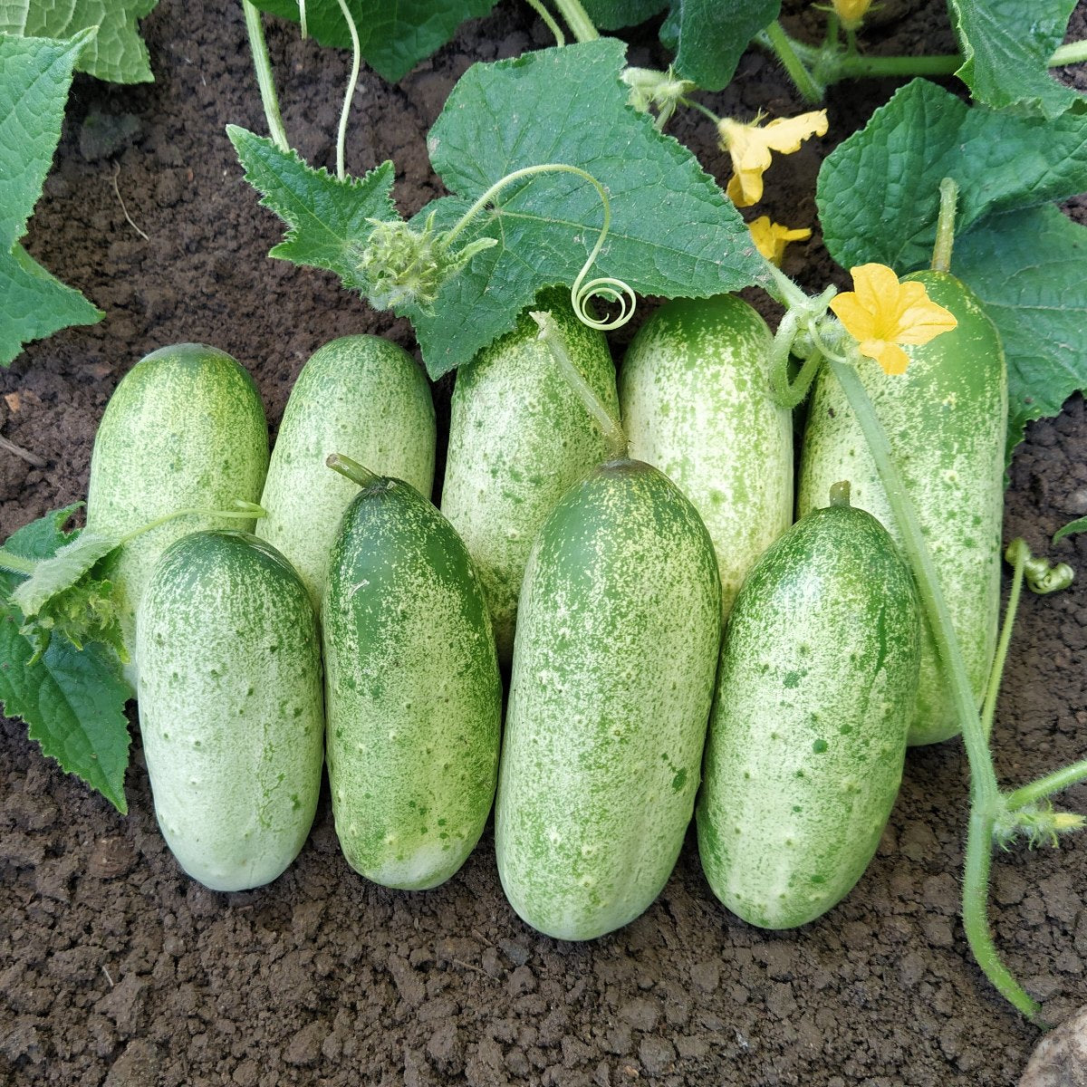 plantura-bio-gurke-russische-bio-saatgut image 2