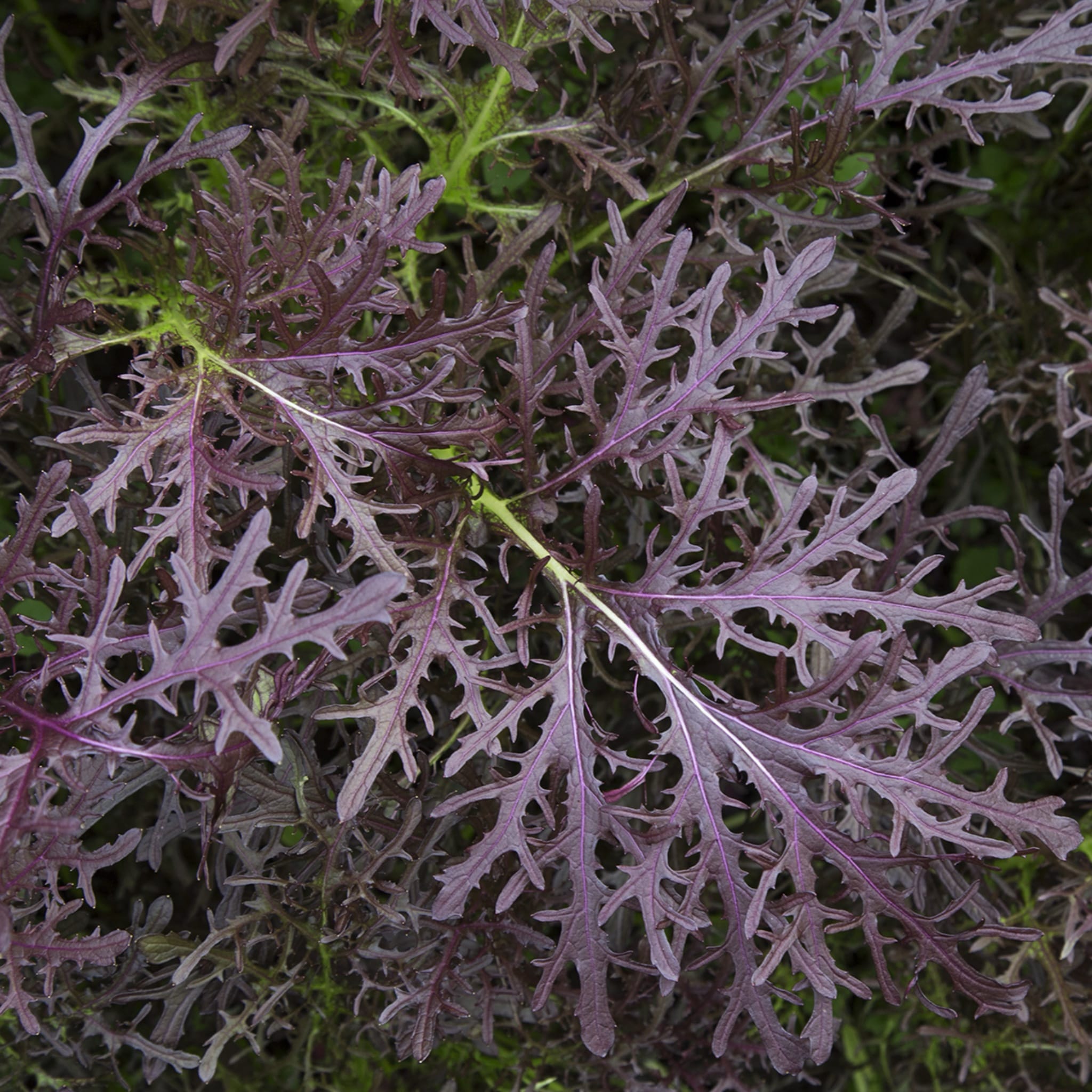 plantura-bio-asia-salat-moutarde-rouge-metis-bio-saatgut image 2