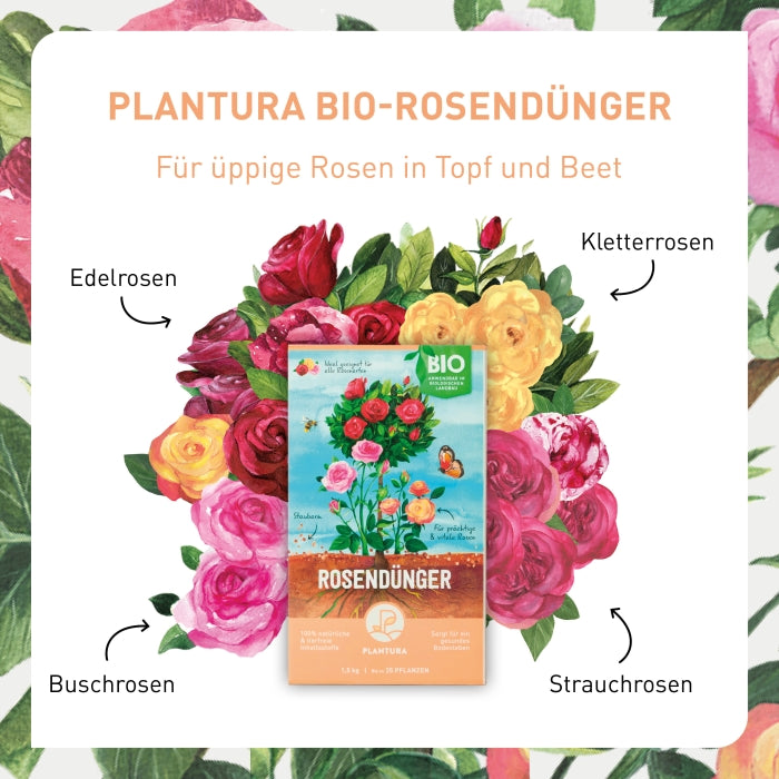 plantura-bio-rosend-nger-1-5-kg-organischer-granulatd-nger image 3