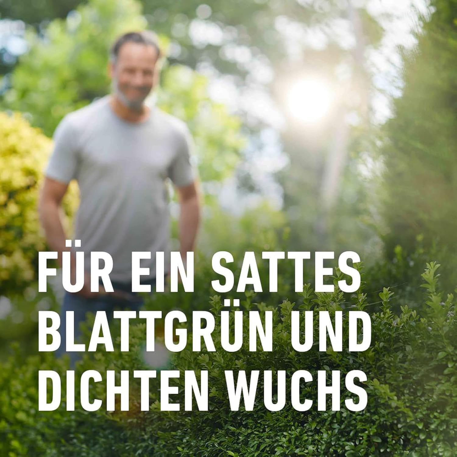 compo-buchsbaum-und-ilex-langzeit-d-nger-2-kg-f-r-bis-6-monate-wirkung image 6