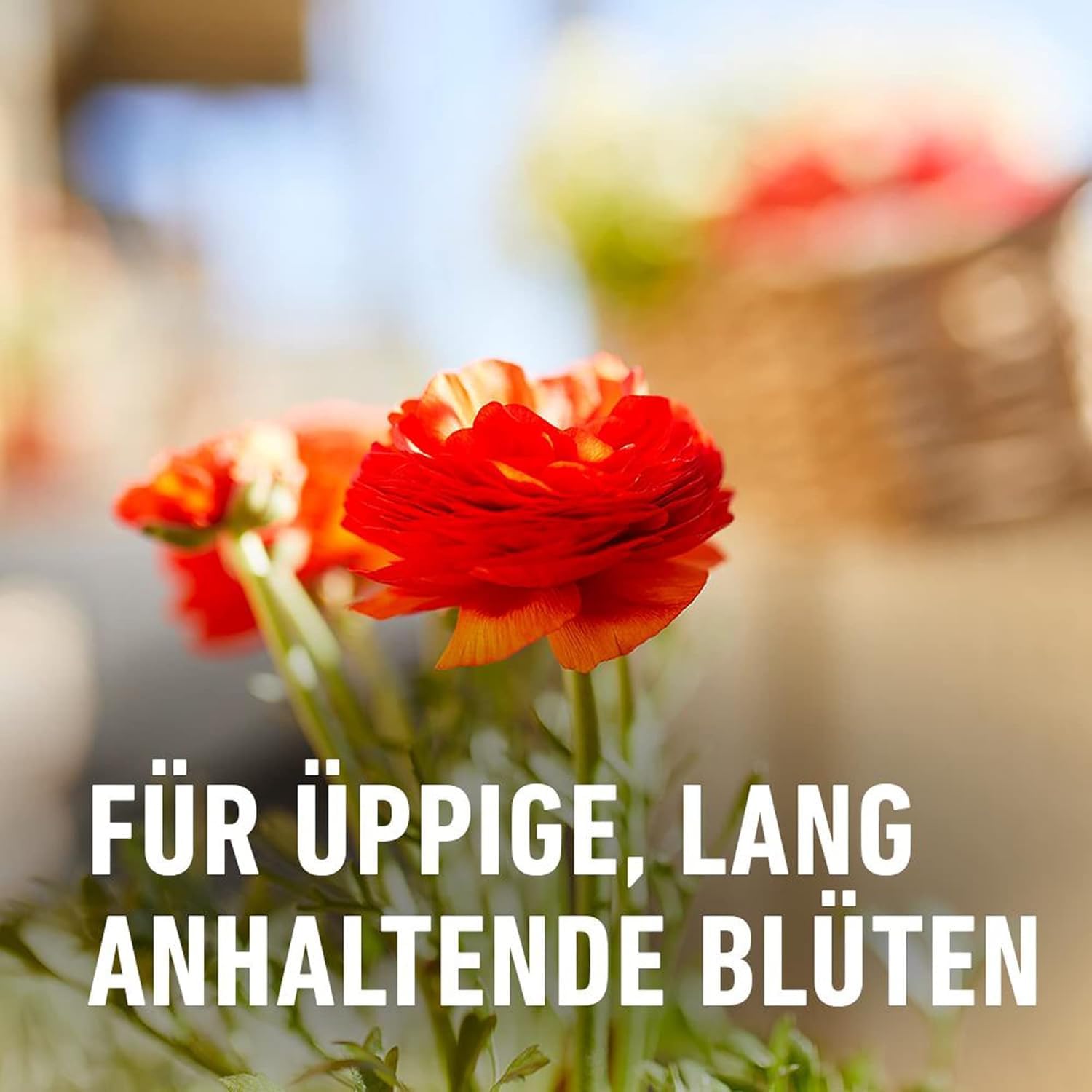 compo-balkon-und-k-belpflanzend-nger-1-2-kg-langzeit-6-monate image 7