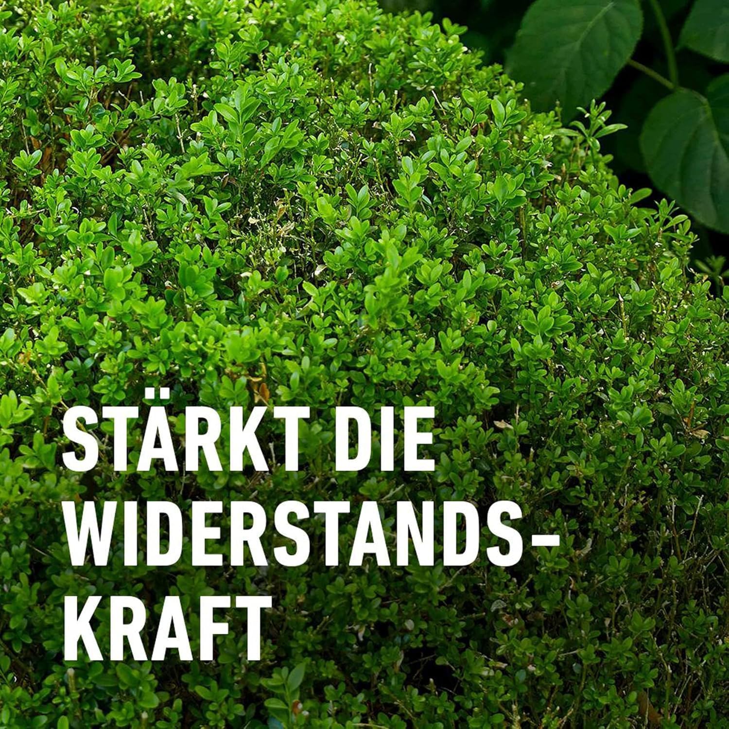compo-buchsbaum-und-ilex-langzeit-d-nger-2-kg-f-r-bis-6-monate-wirkung image 5