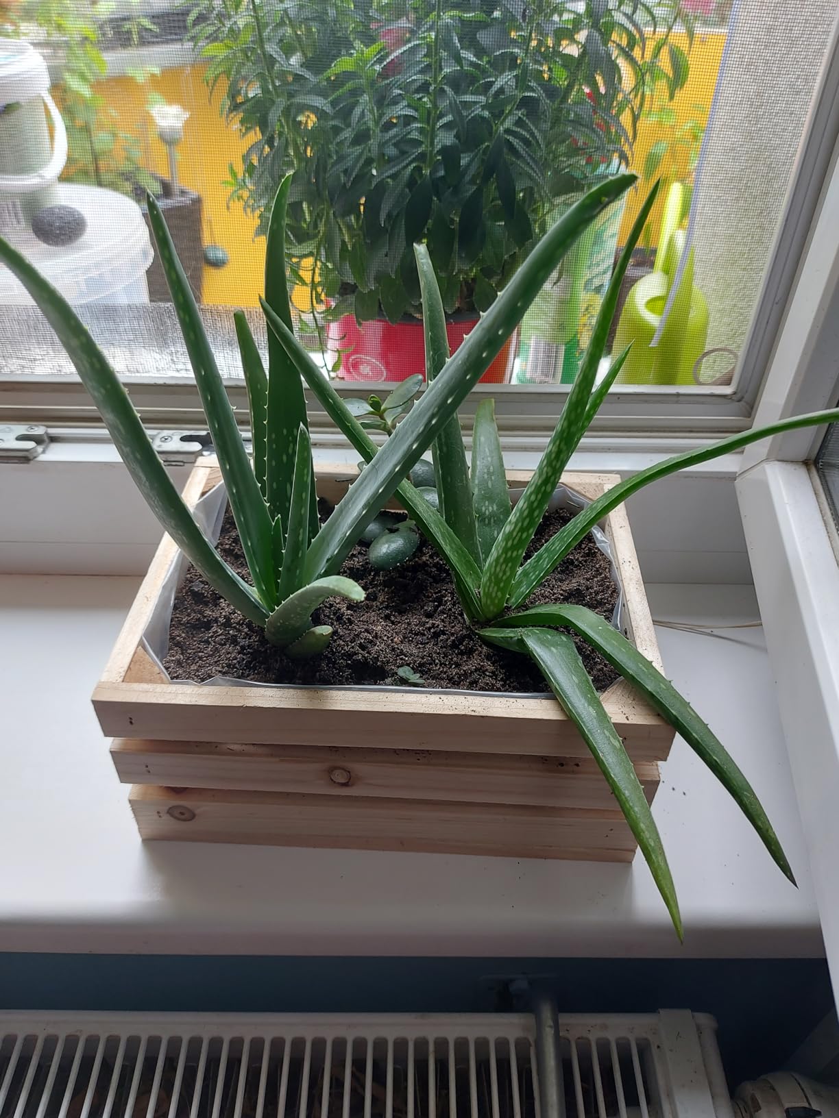 Top für Sukkulenten