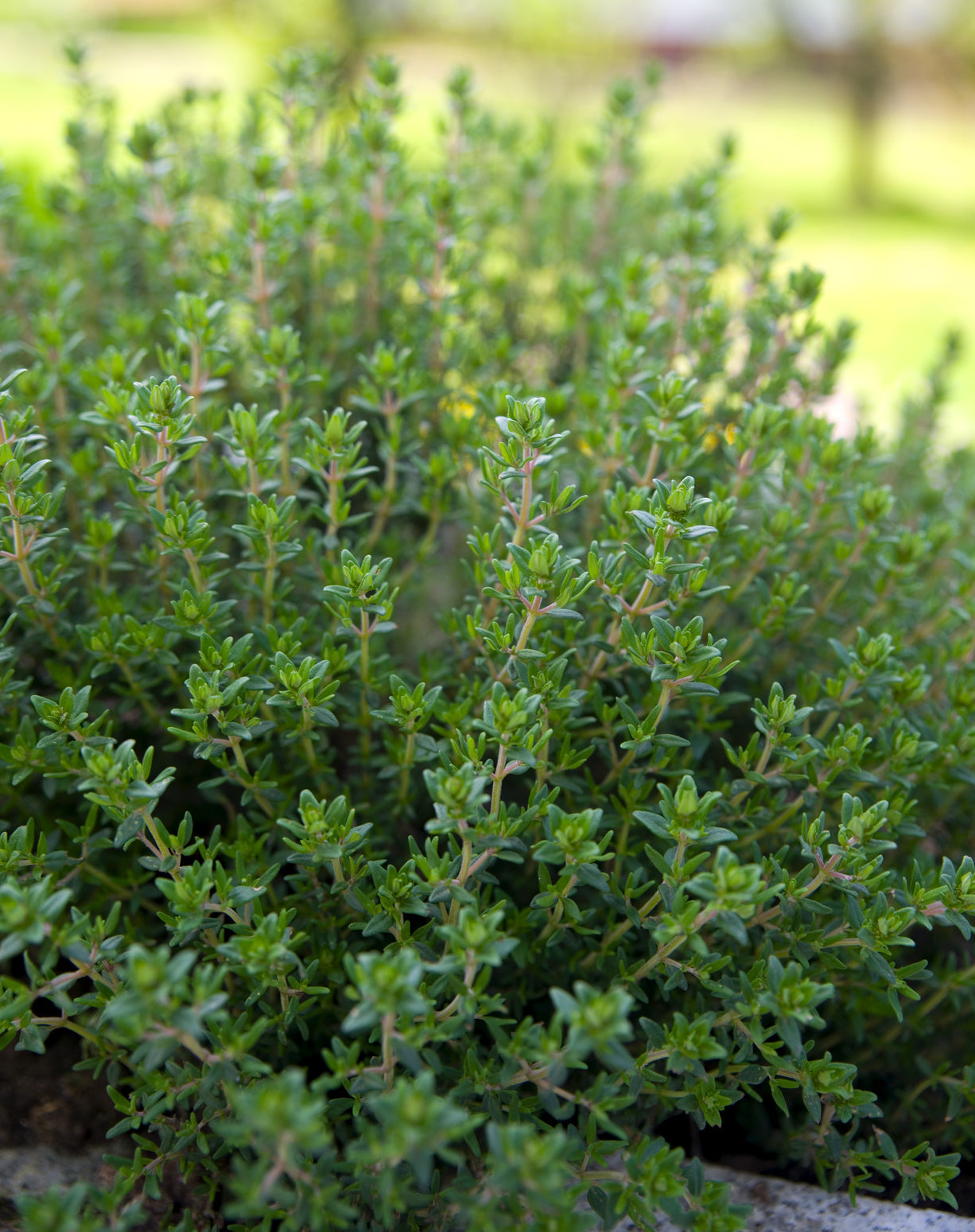 plantura-bio-thymian-bio-saatgut image 2