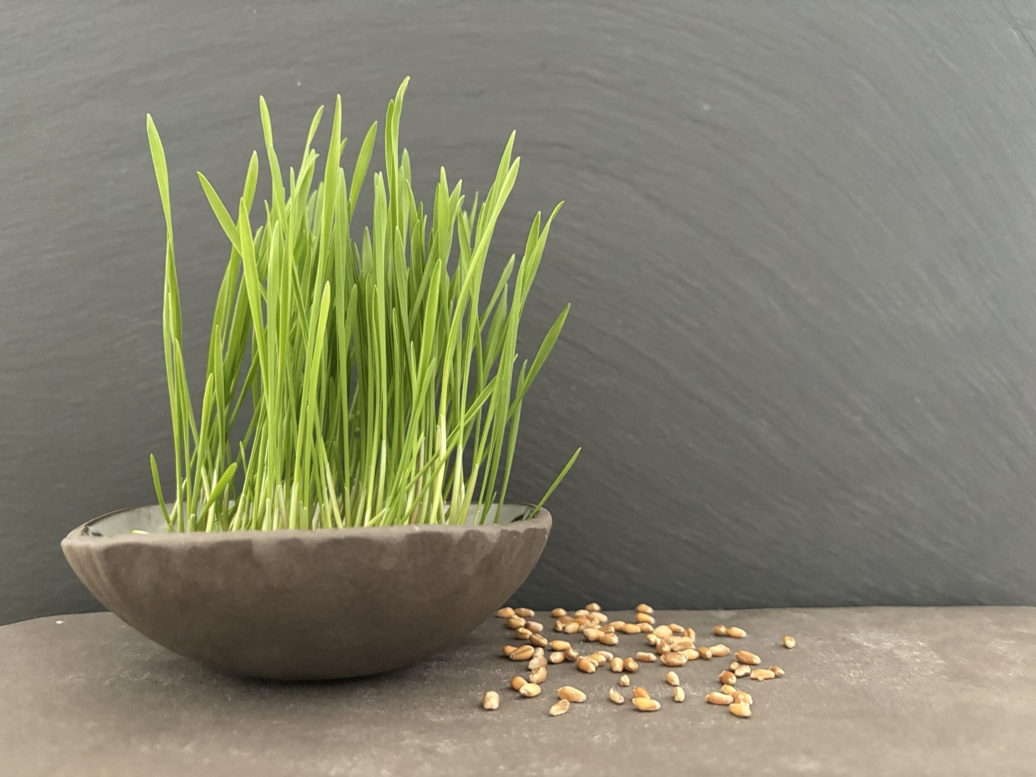 plantura-bio-weizengras-sprossen-microgreens-bio-saatgut image 2