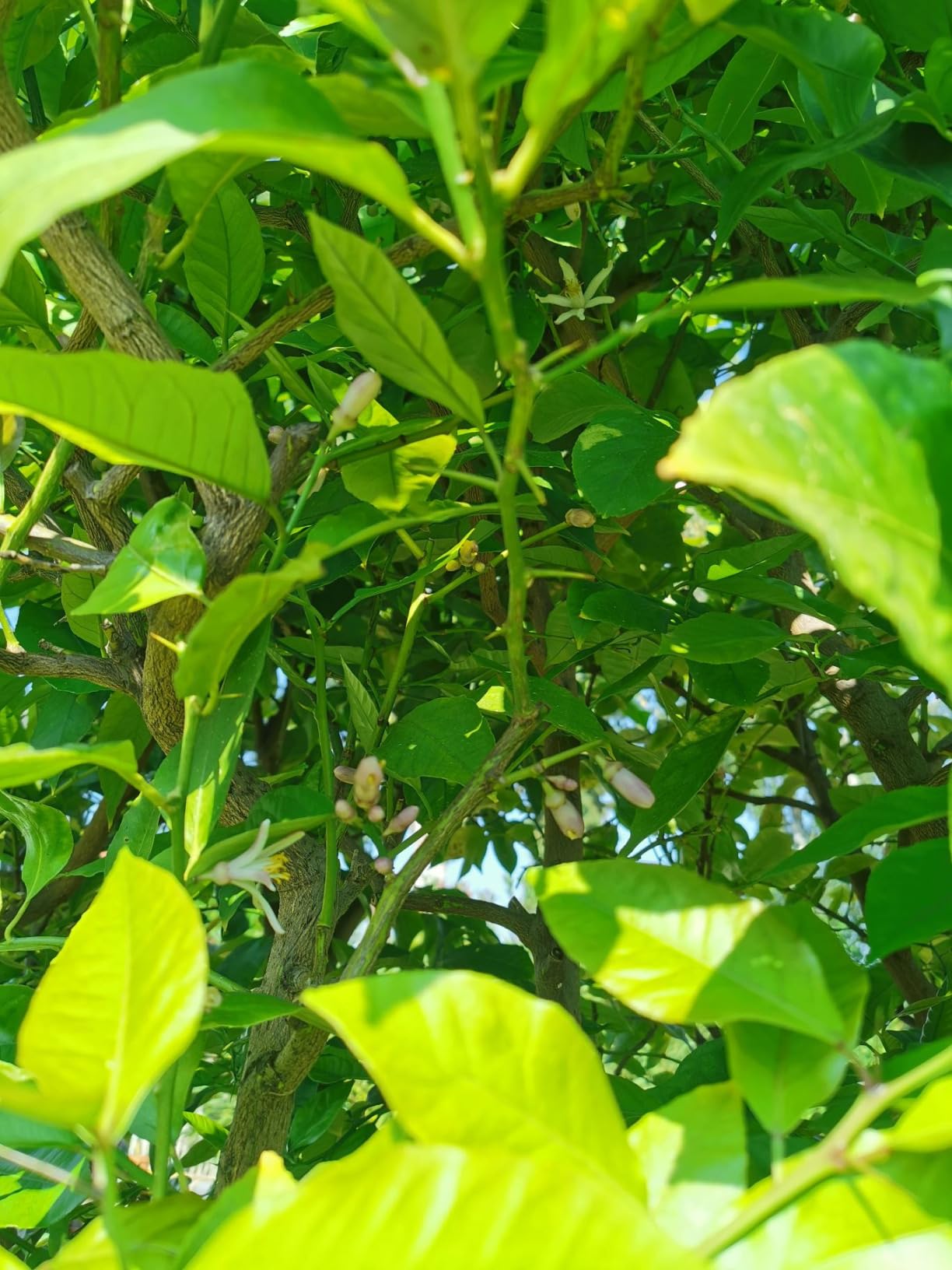Olive explodiert förmlich