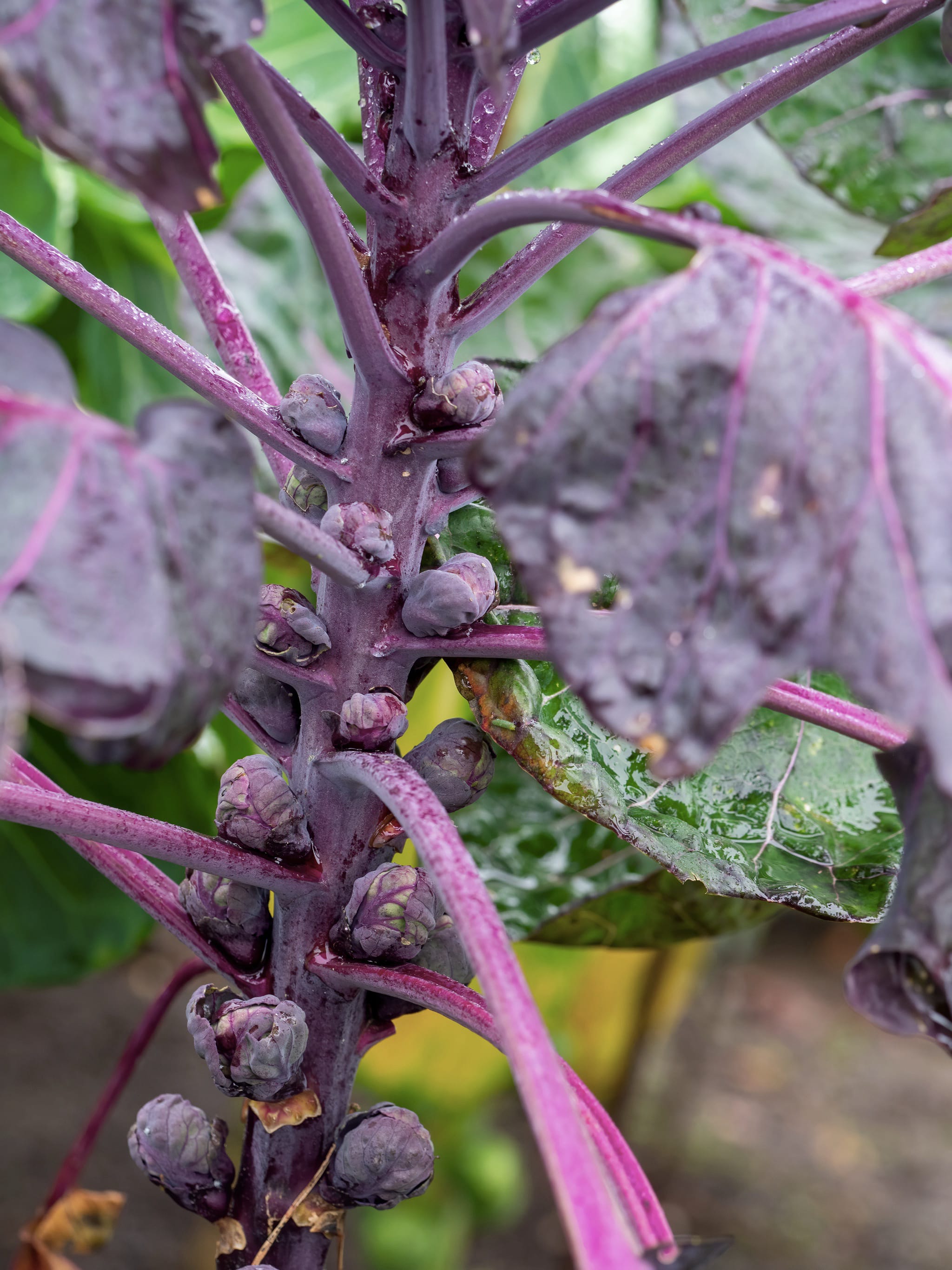 plantura-bio-rosenkohl-rubine-bio-saatgut image 2