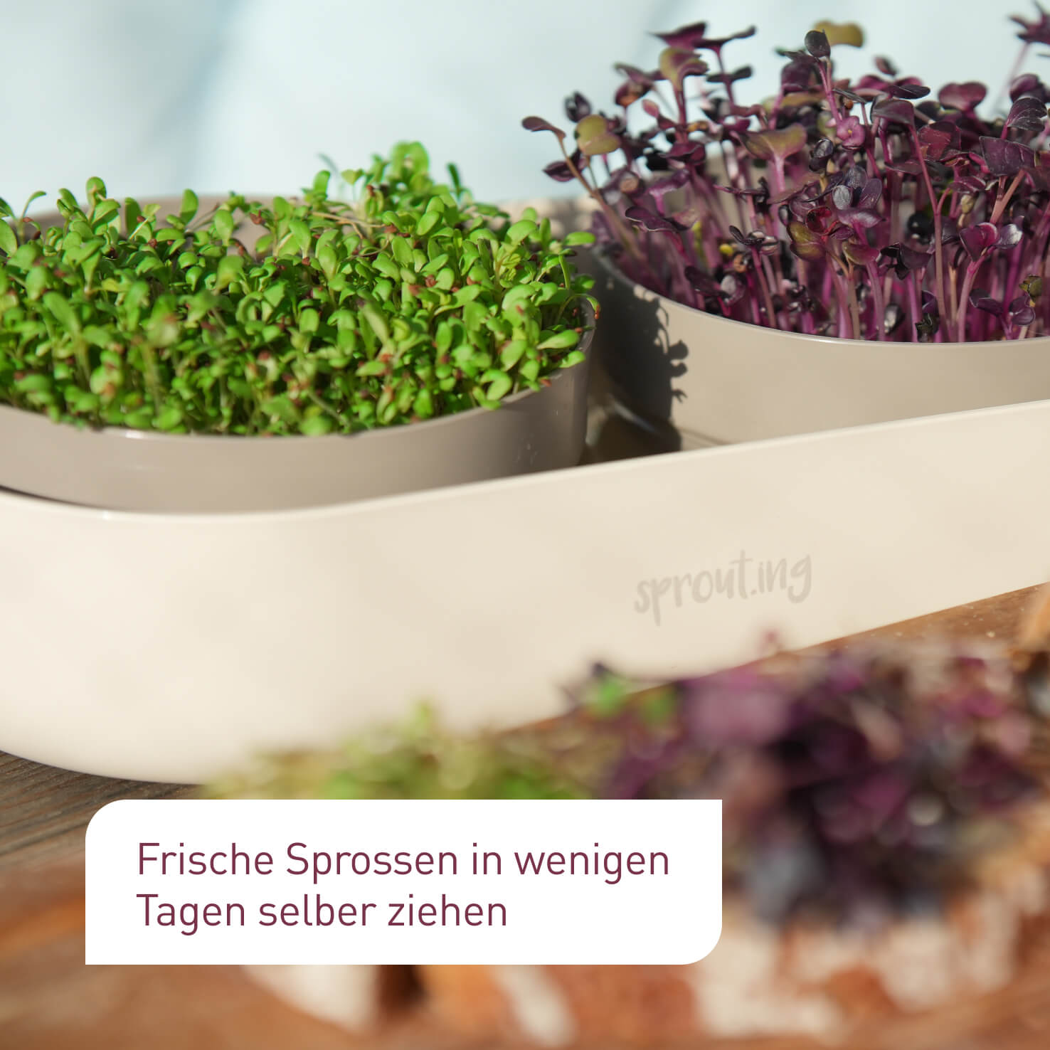 plantura-bio-sprossen-anzucht-set-komplett-keimschale-mit-bio-saatgut image 5