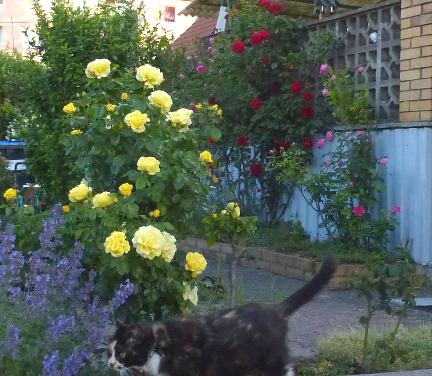 Blütenmeer im Garten