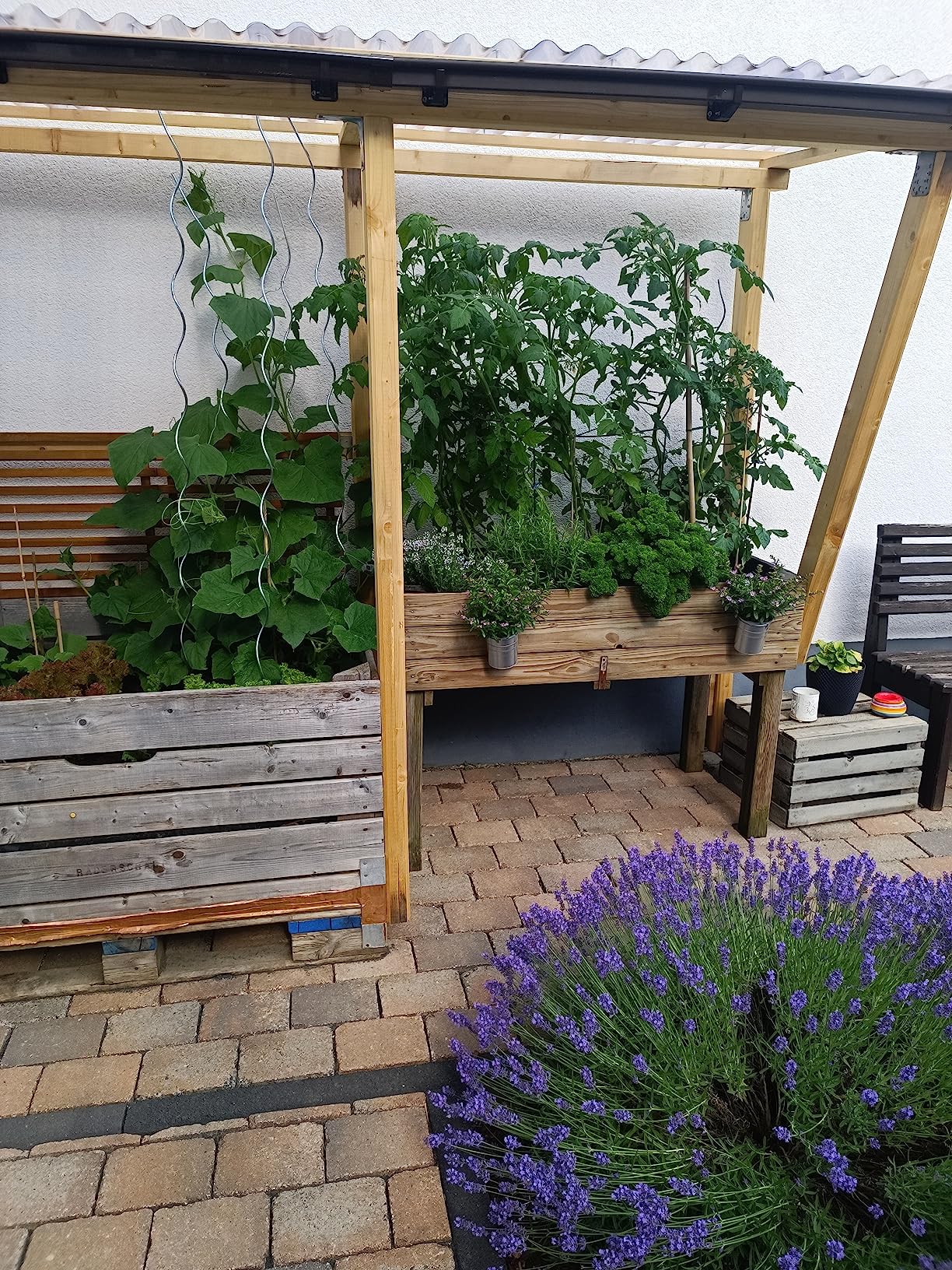 Tomaten tragen ohne Ende
