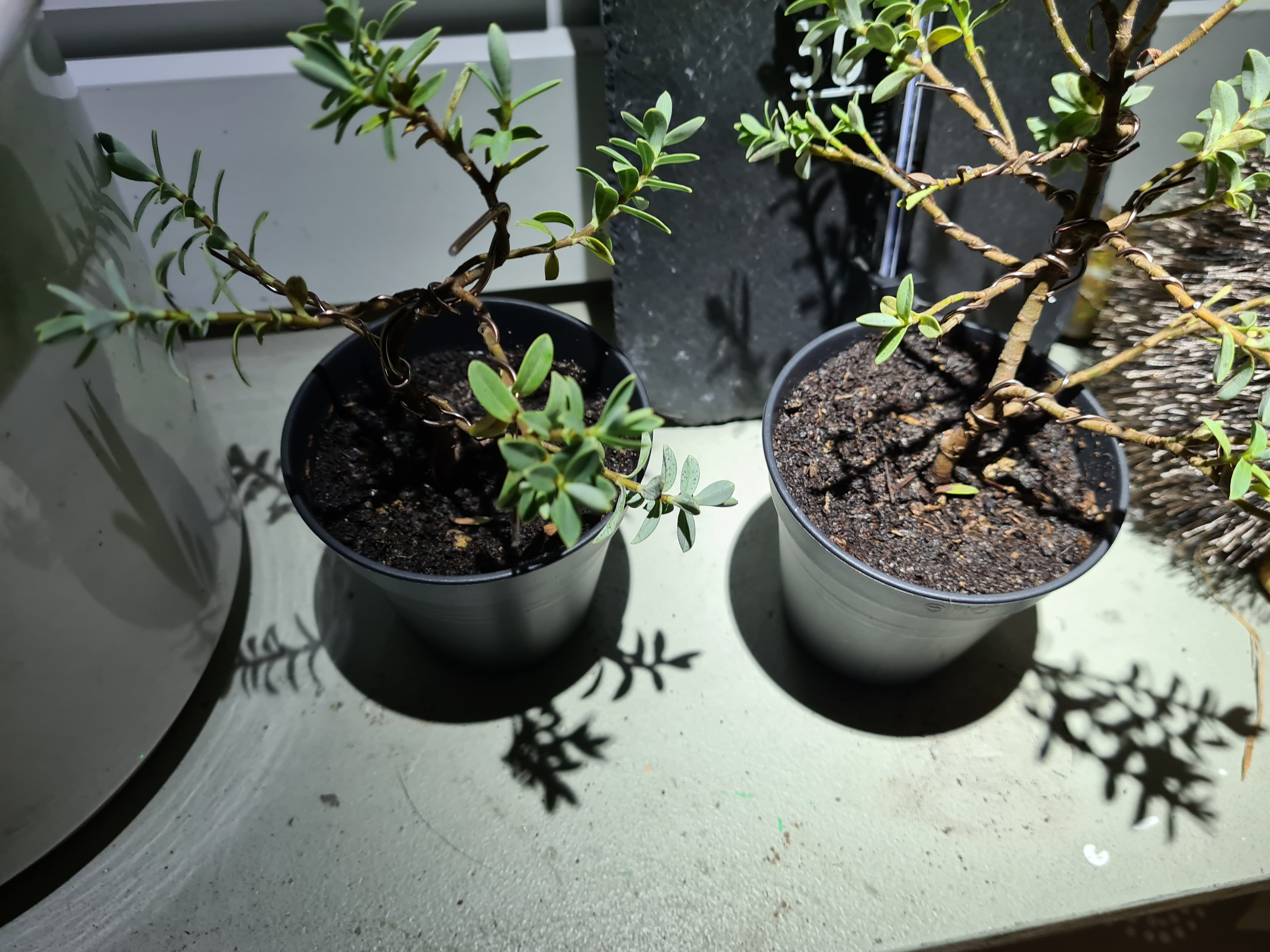 Ideal auch für Freilandbonsai