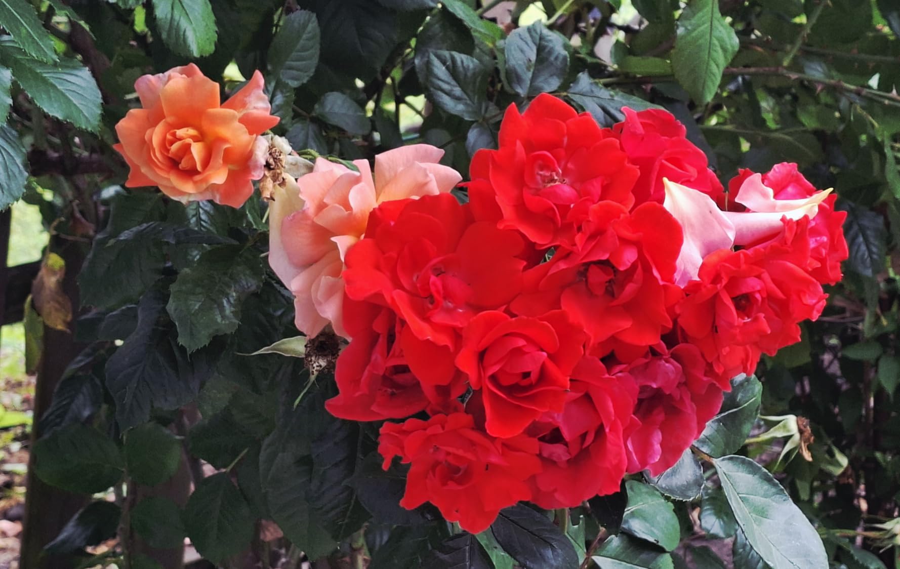 Meine Rosen sind wie ausgewechselt