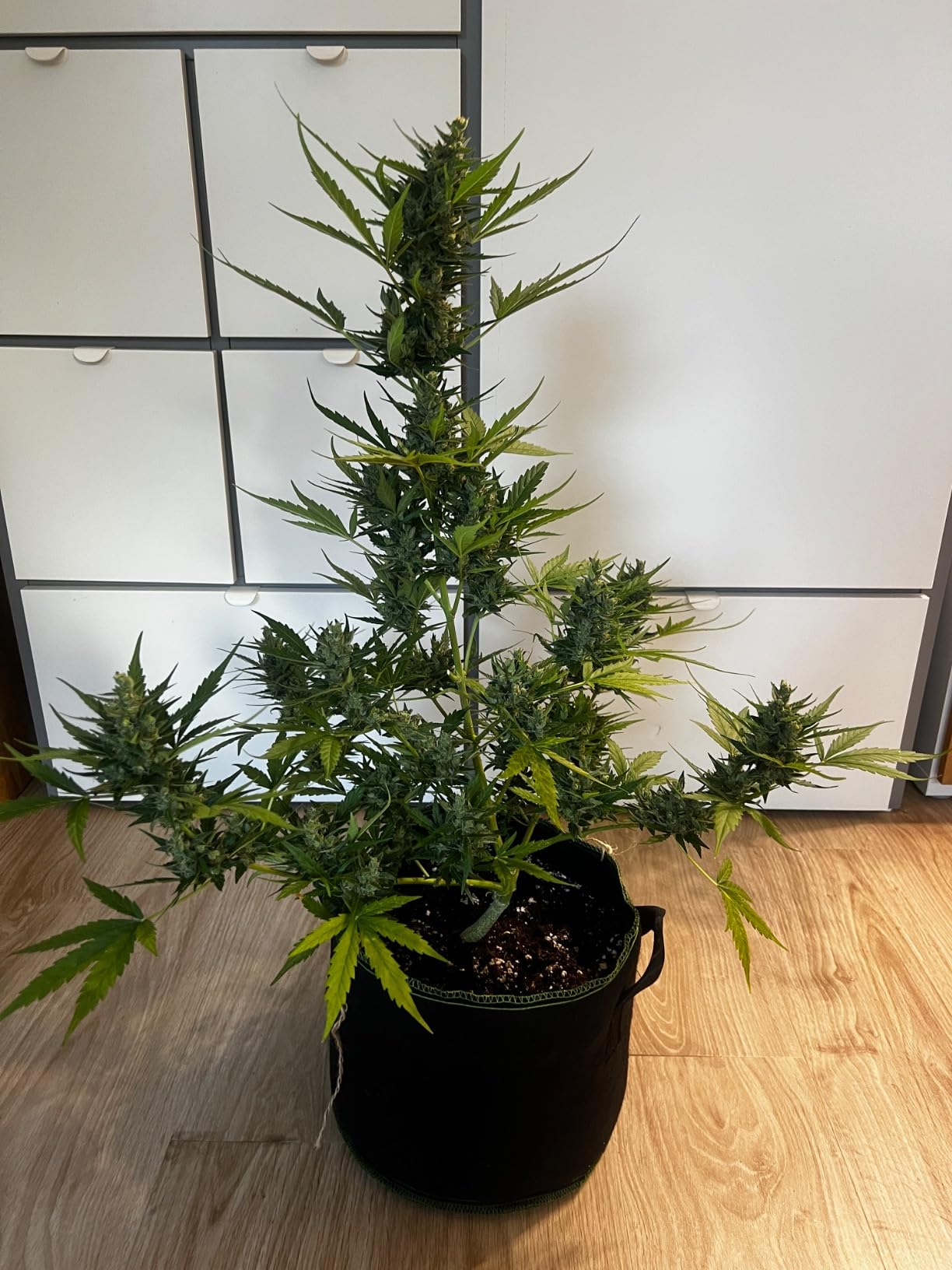 Mein Standard in der Blüte