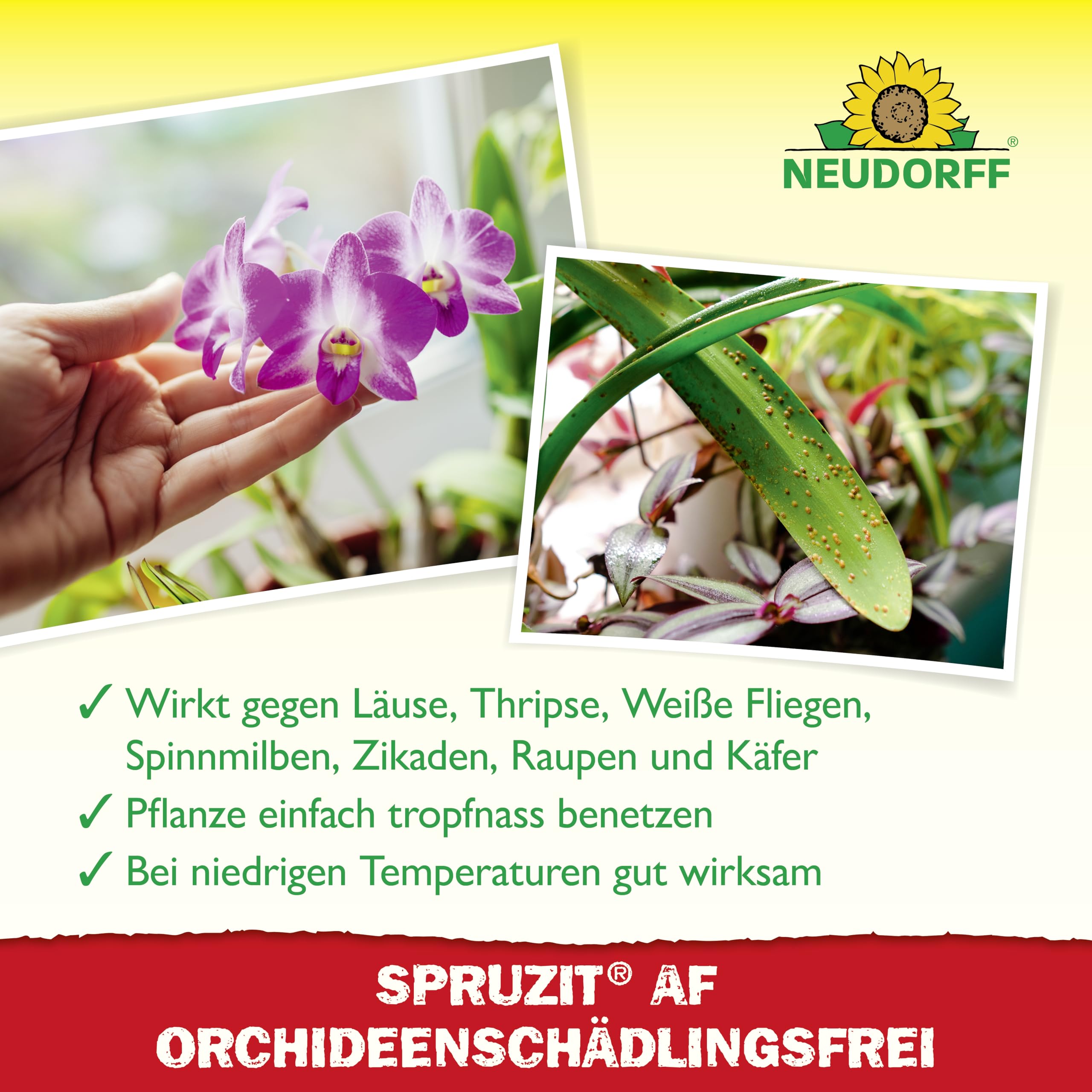 neudorff-spruzit-af-orchideen-sch-dlingsfrei-250-ml-spray-anwendungsfertig image 4