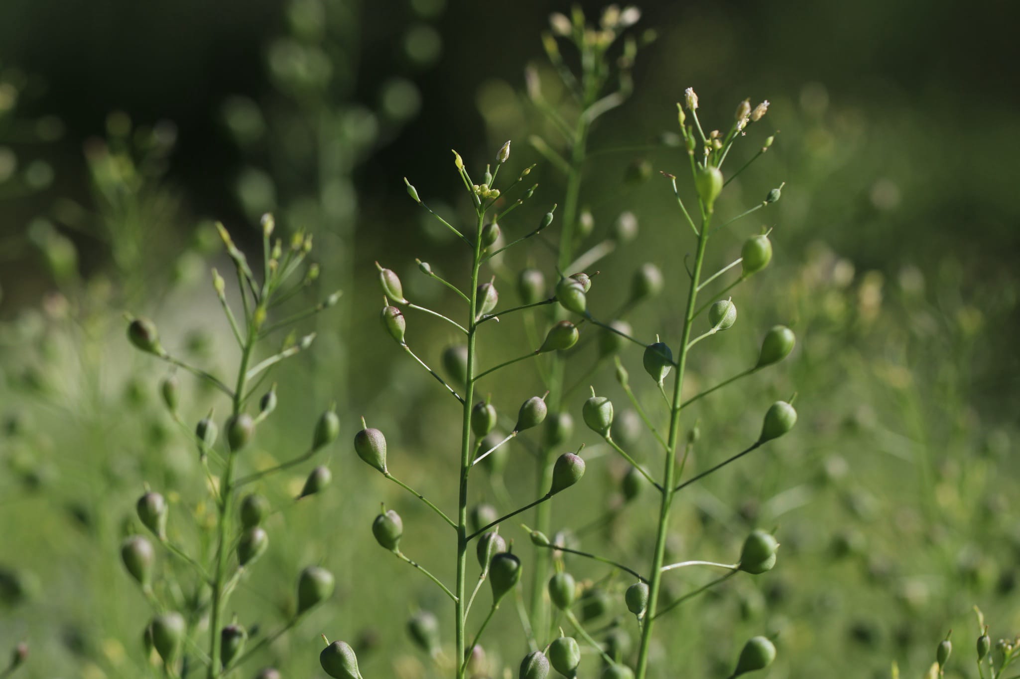 plantura-bio-leindotter-gr-nd-ngung-bio-saatgut image 2