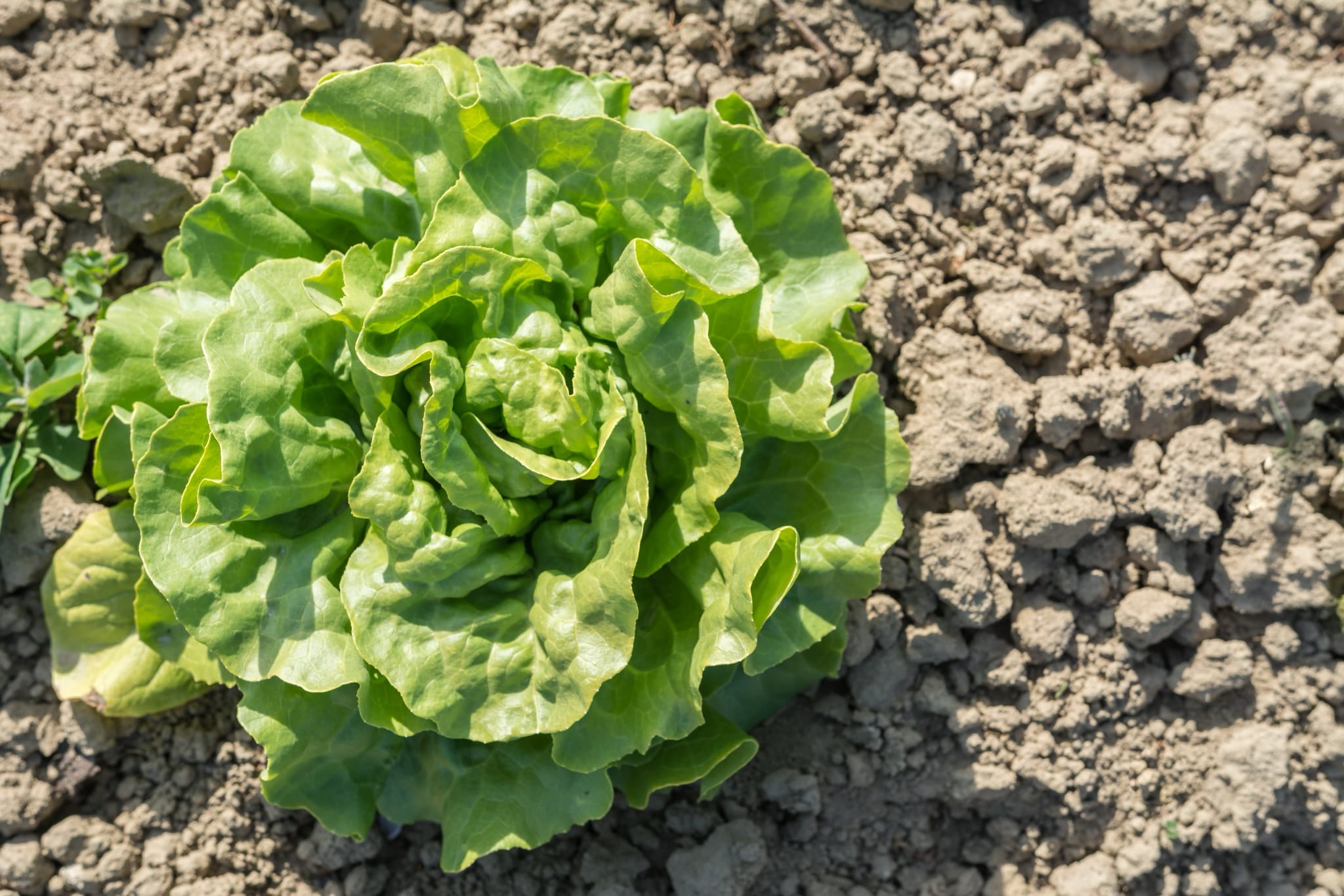 plantura-bio-winterkopfsalat-valdor-bio-saatgut image 2