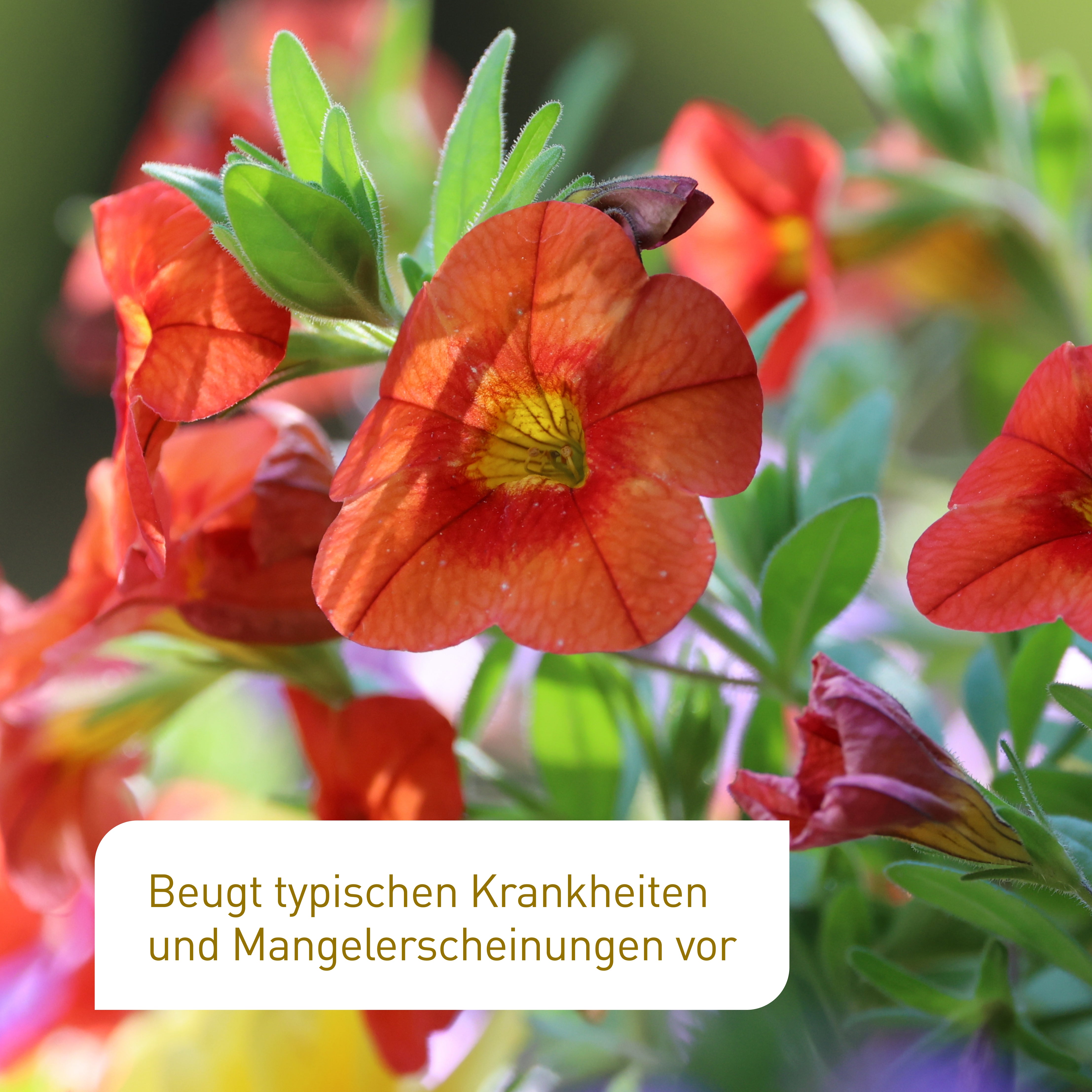plantura-bio-blumen-balkond-nger-800-ml-fl-ssigd-nger-nk-5-3 image 4