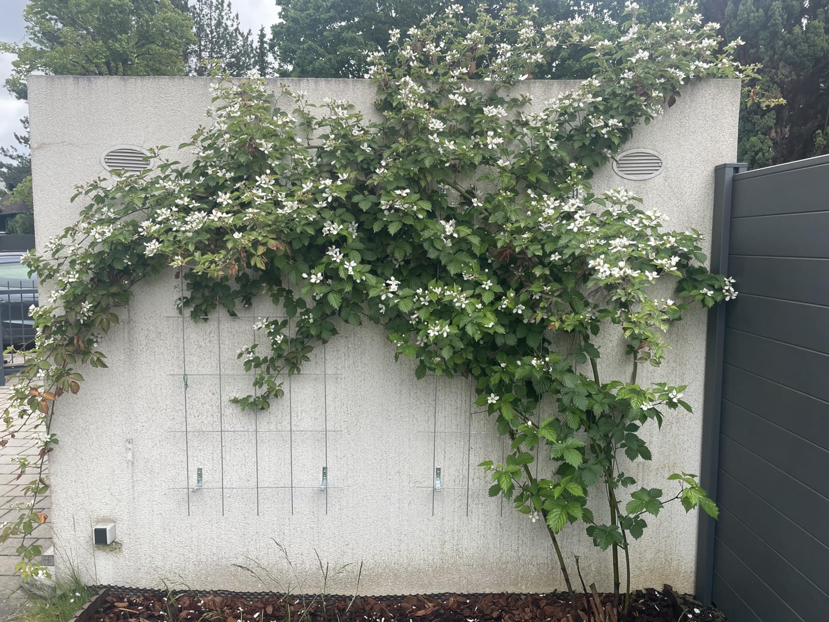 Beeren wie noch nie