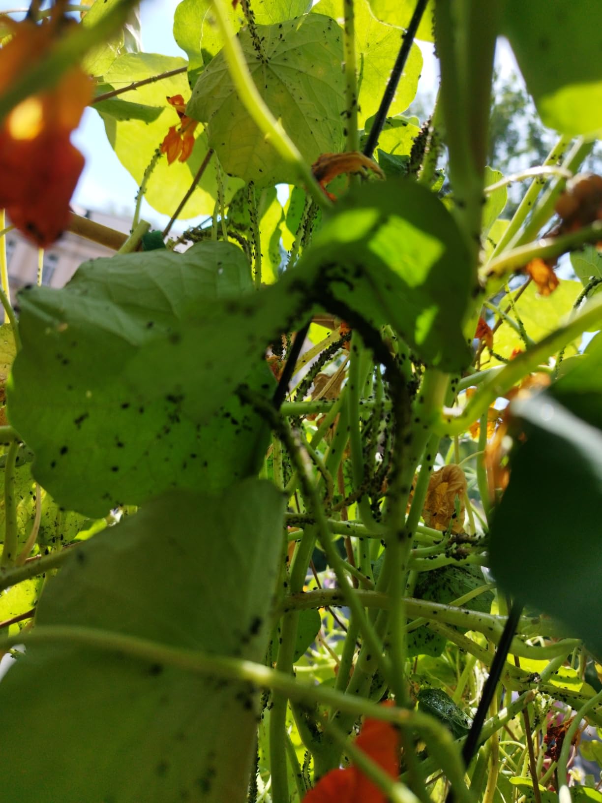 Gut für Balkon und Garten