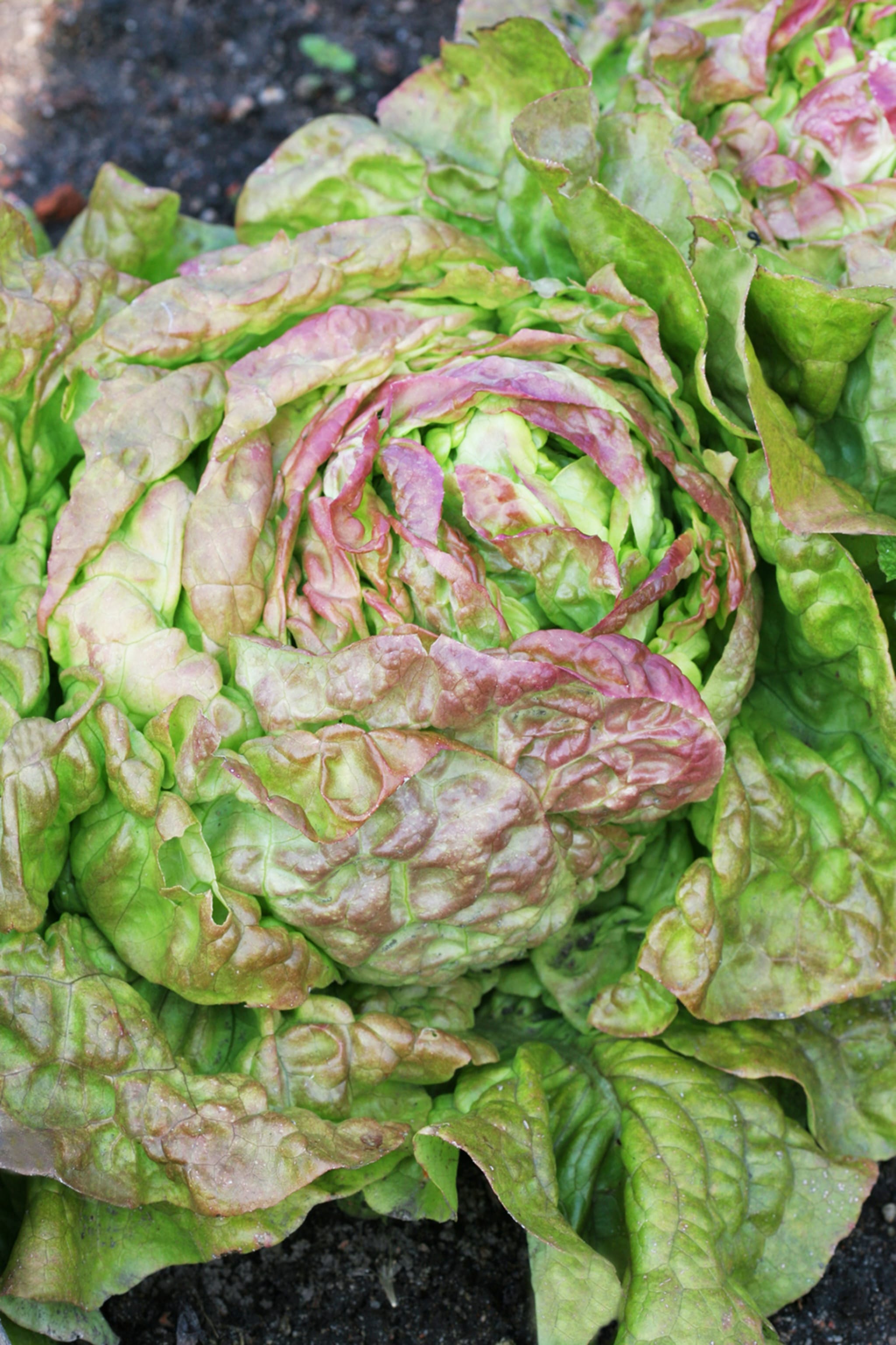 plantura-bio-kopfsalat-wintermarie-bio-saatgut-berwinternd image 2