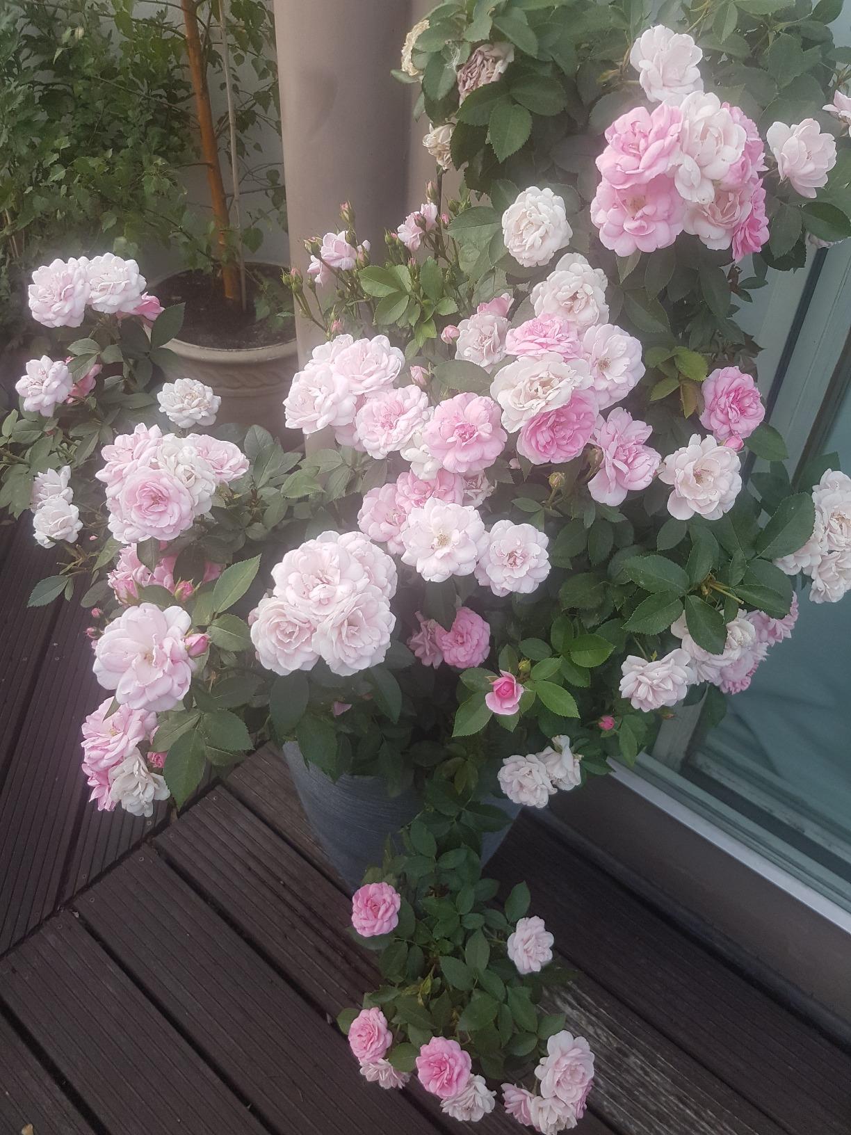 Kräftige Blüten, einfach dosiert