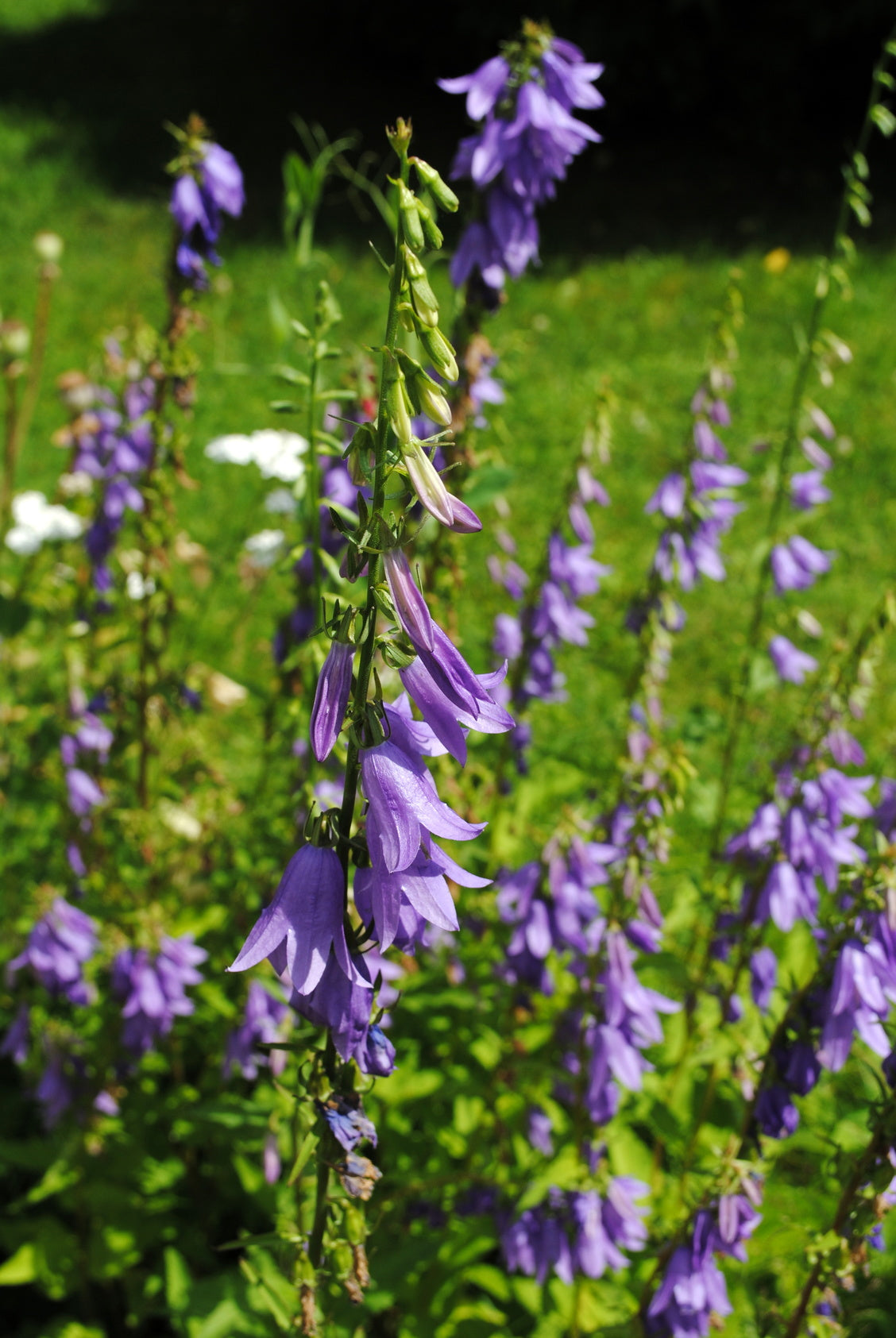 plantura-bio-acker-glockenblume-wildblume-bio-saatgut-campanula image 2