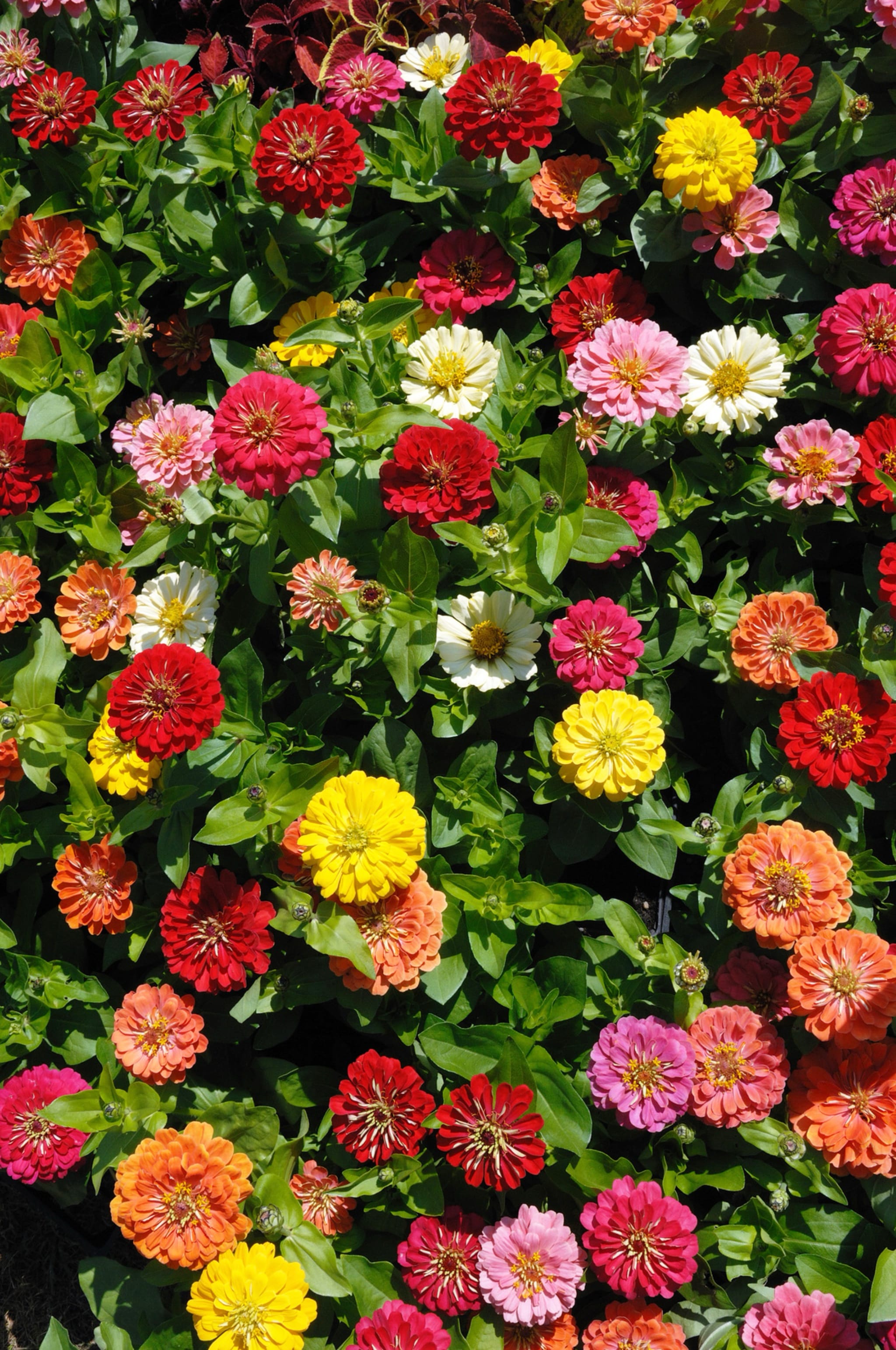 plantura-bio-zinnie-kalifornische-riesen-mischung-bio-blumensaatgut image 2