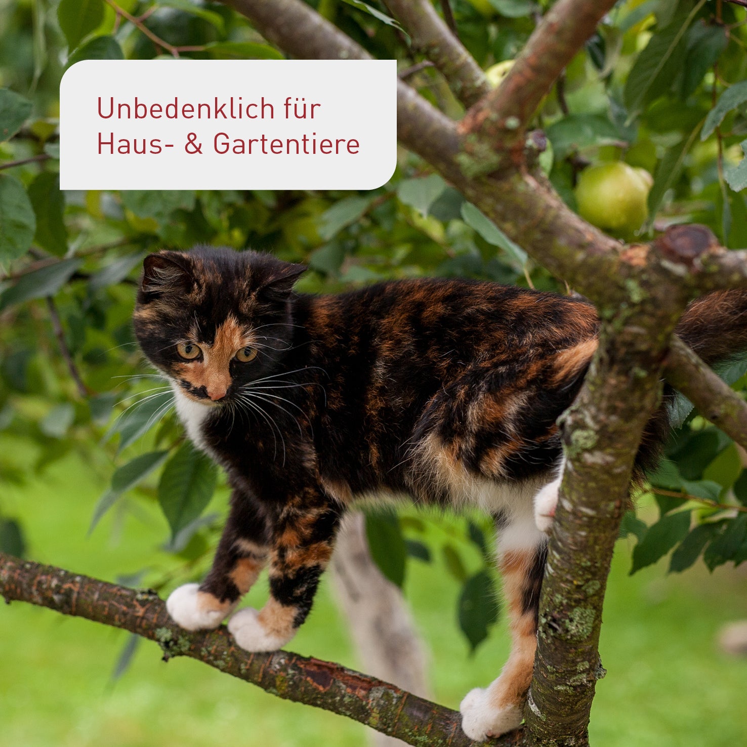 plantura-bio-beeren-obstbaumd-nger-800-ml-fl-ssigd-nger image 6