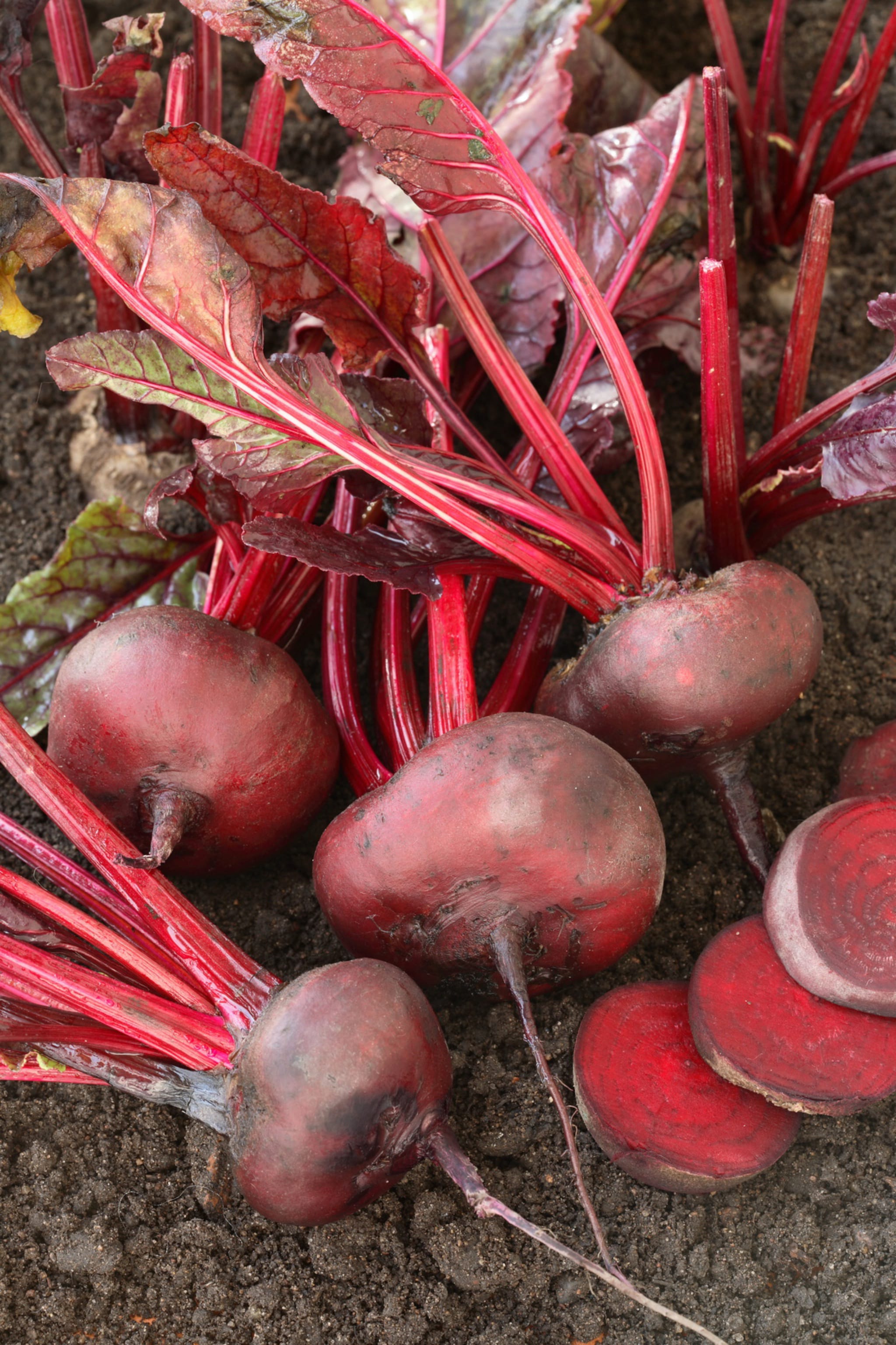 plantura-bio-rote-beete-d-egypte-bio-saatgut-f-r-plattrunde-knollen image 2