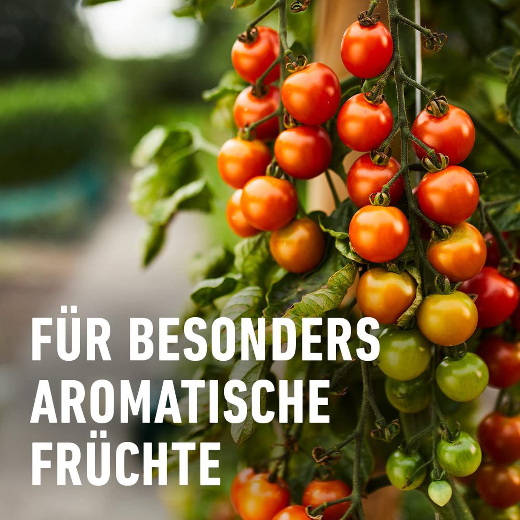 compo-tomaten-langzeit-d-nger-2-kg-spezial-d-nger-f-r-tomaten-und-fruchtgem-se image 6