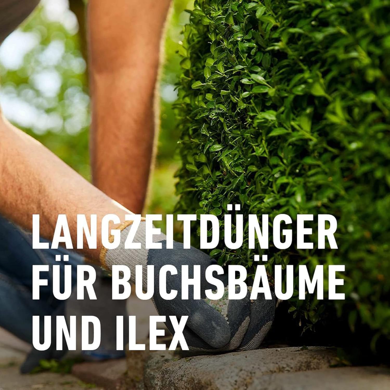 compo-buchsbaum-und-ilex-langzeit-d-nger-2-kg-f-r-bis-6-monate-wirkung image 3