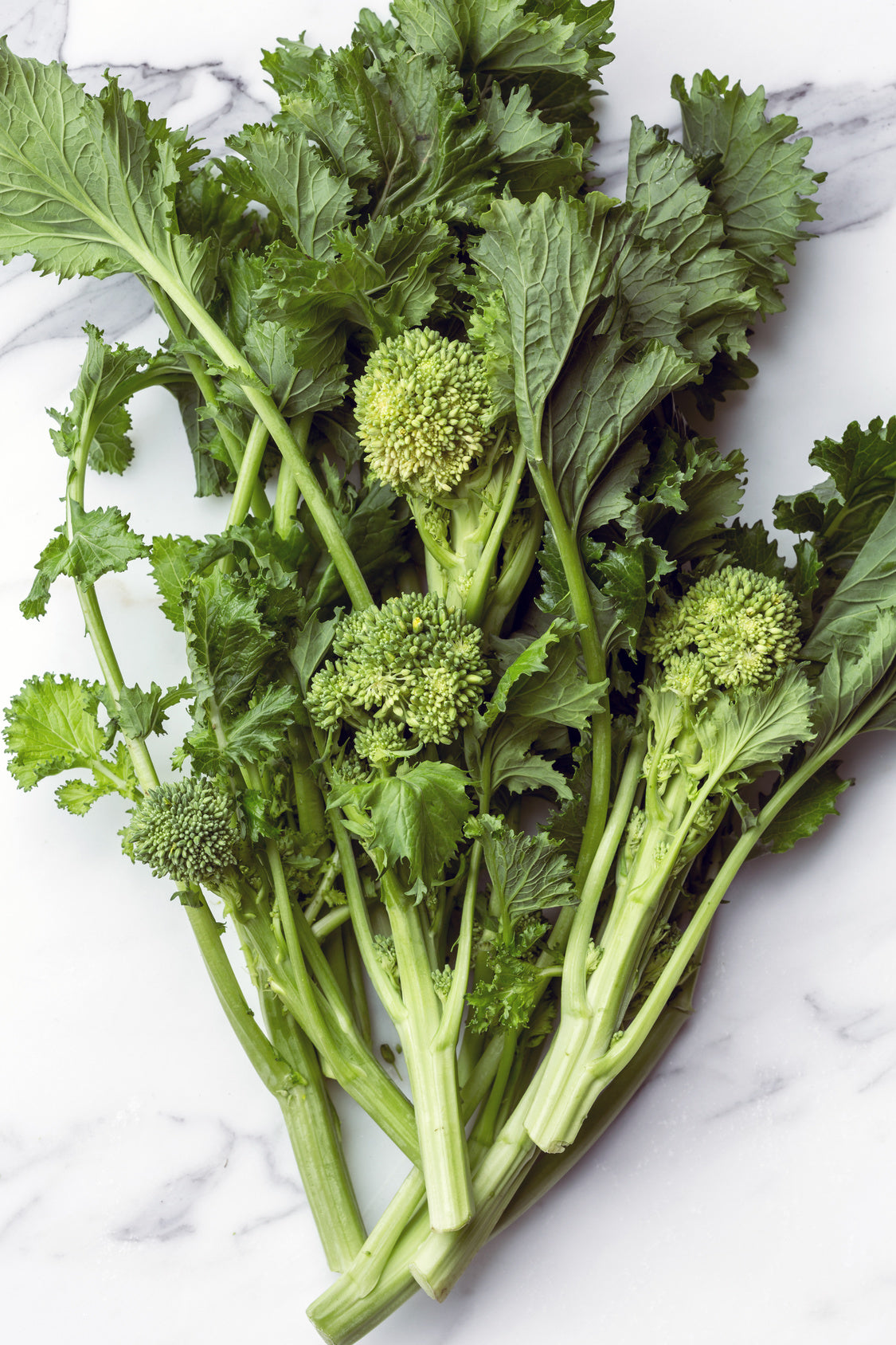 plantura-bio-st-ngekohl-cima-di-rapa-saatgut image 2