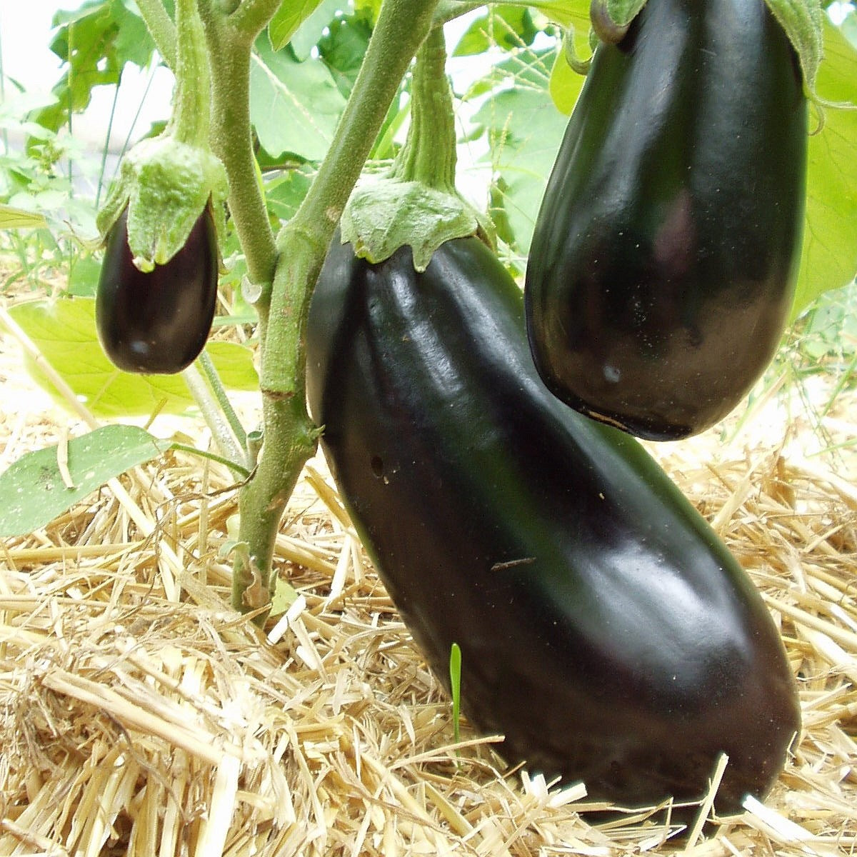 plantura-bio-aubergine-meronda-bio-saatgut-f-r-gew-chshaus-und-topf image 2