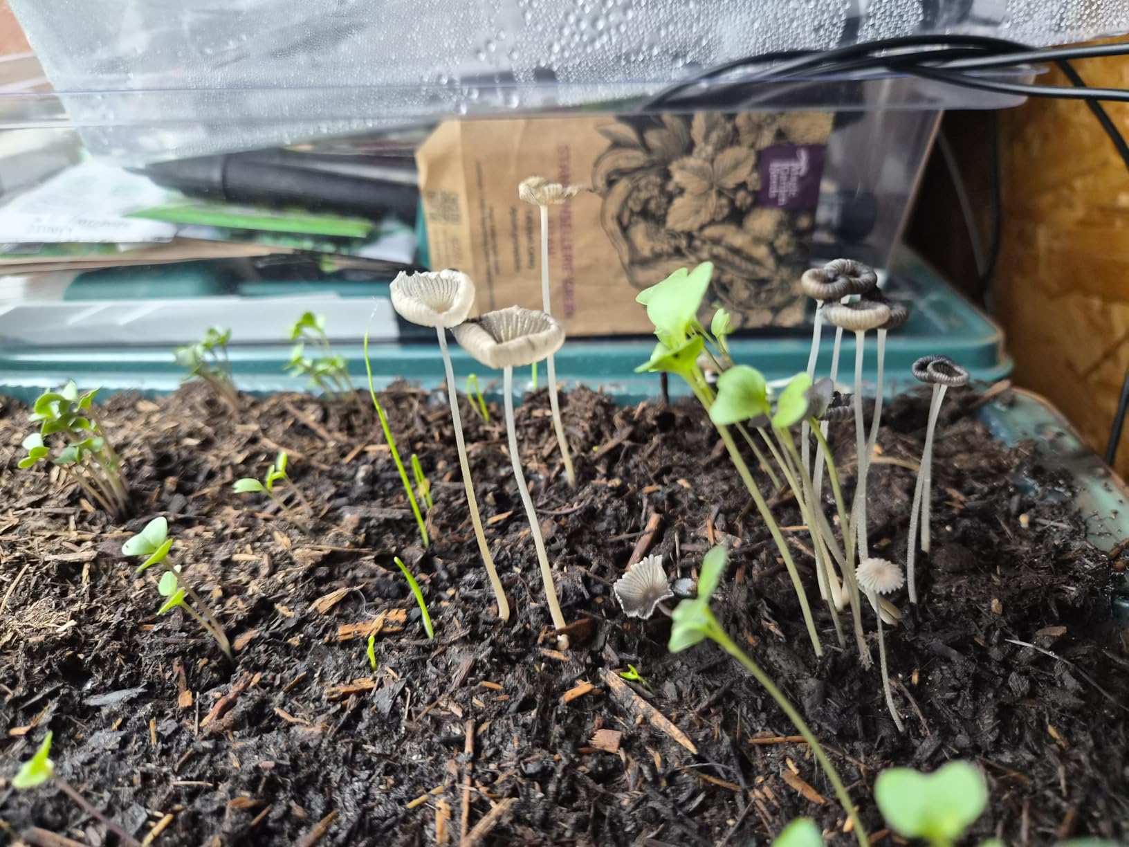 Enkeltaugliche Gartenfreude